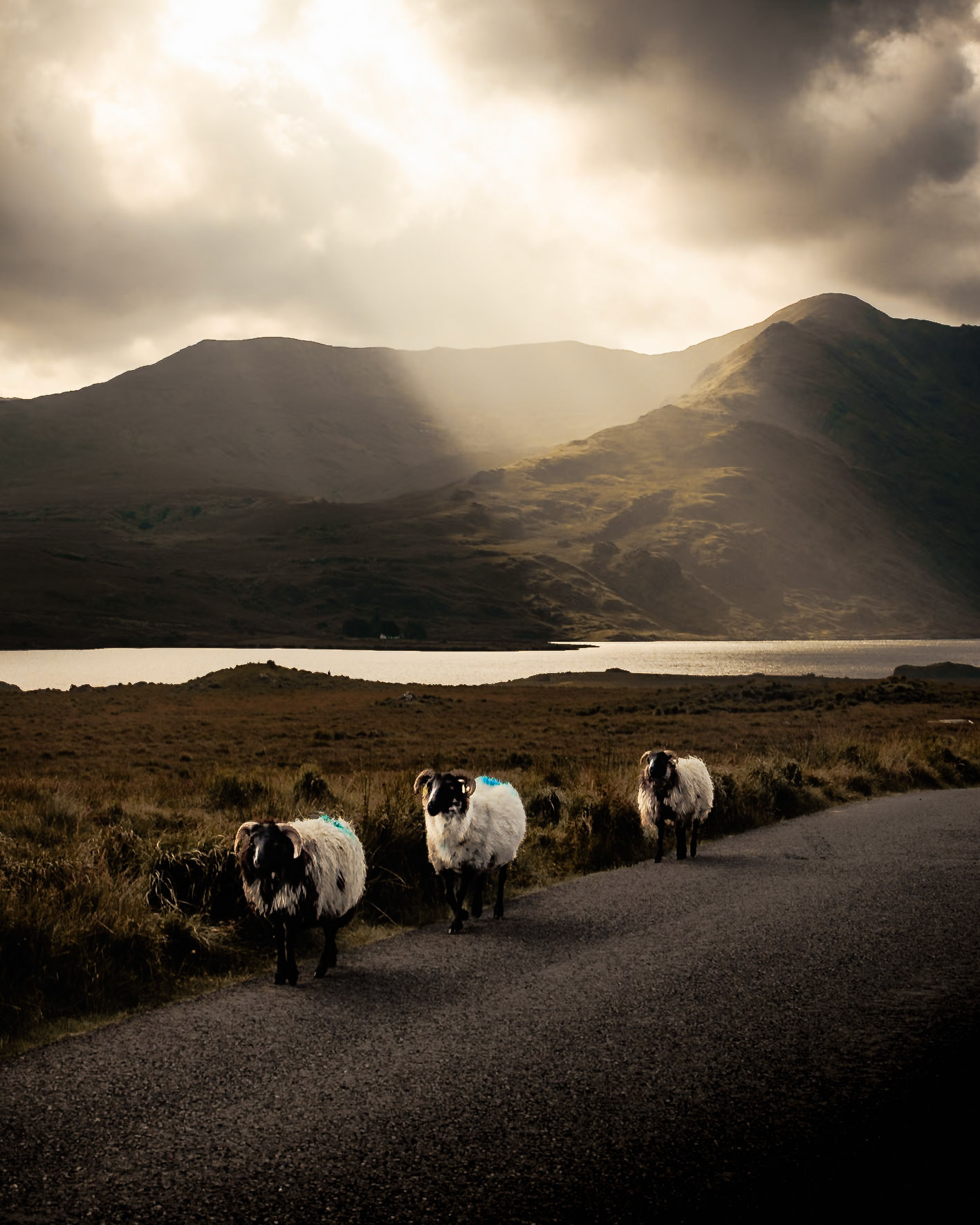 The Shepherd's Light (8010)