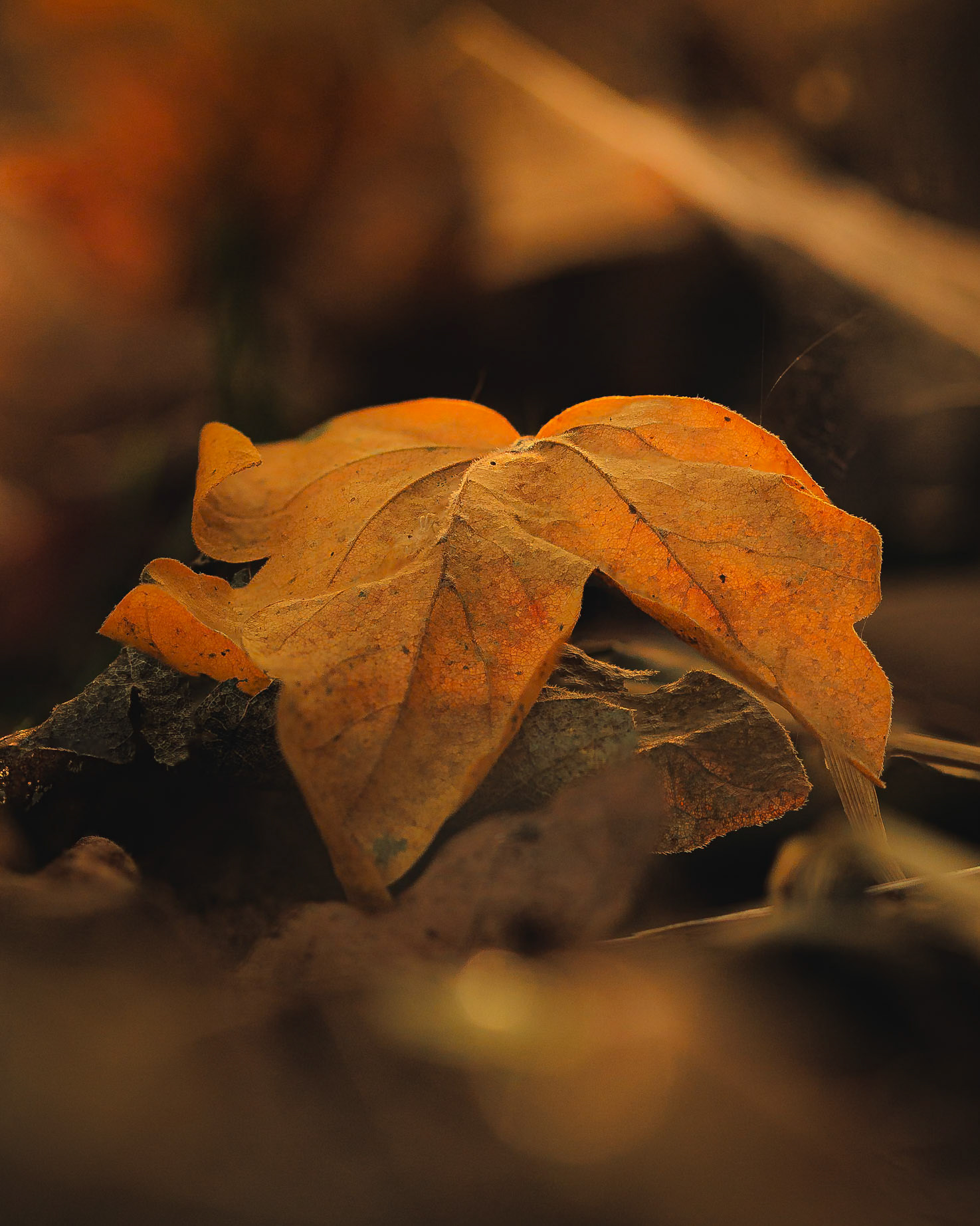 Fallen