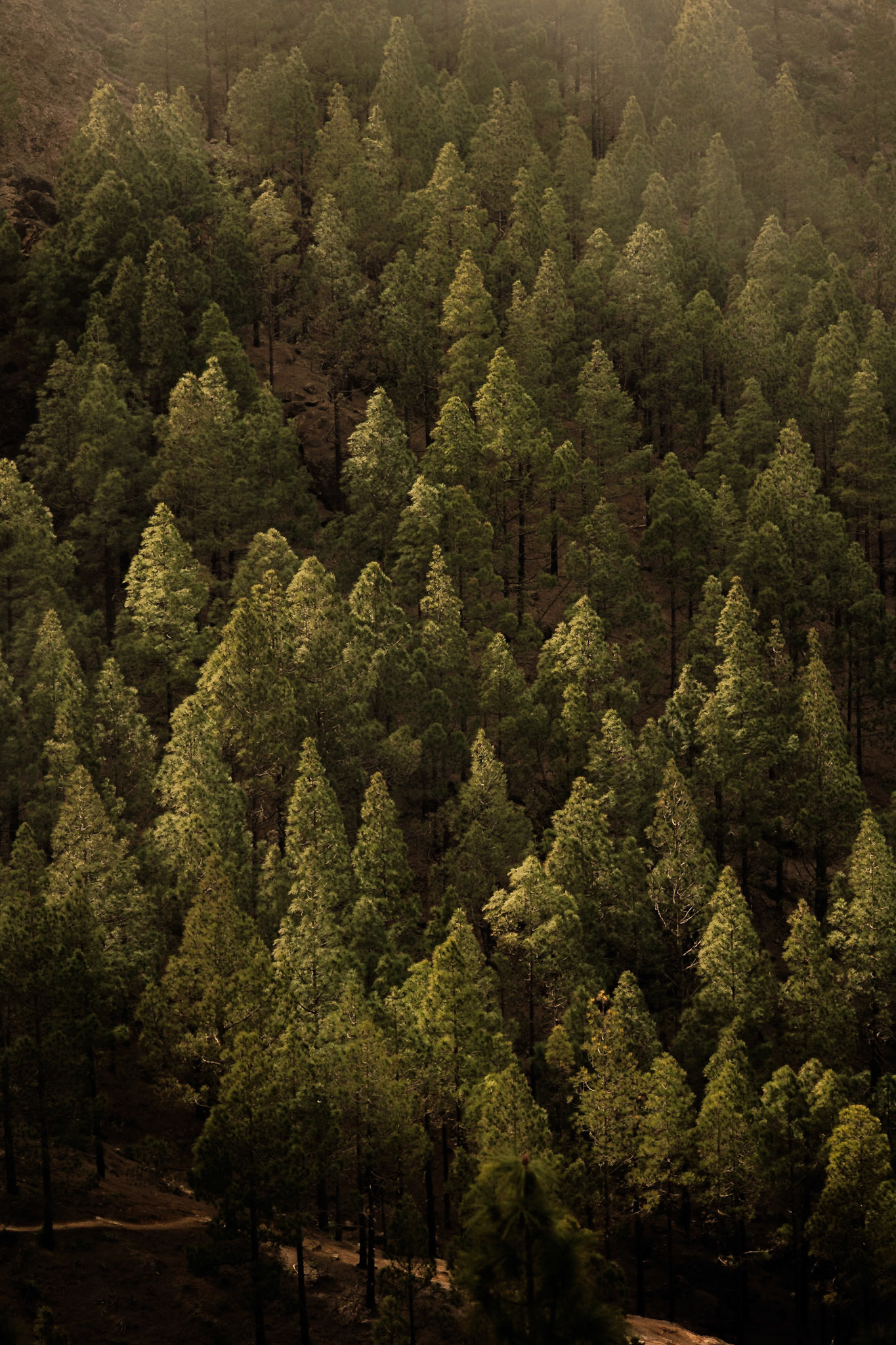 Canary Pines I (4014)