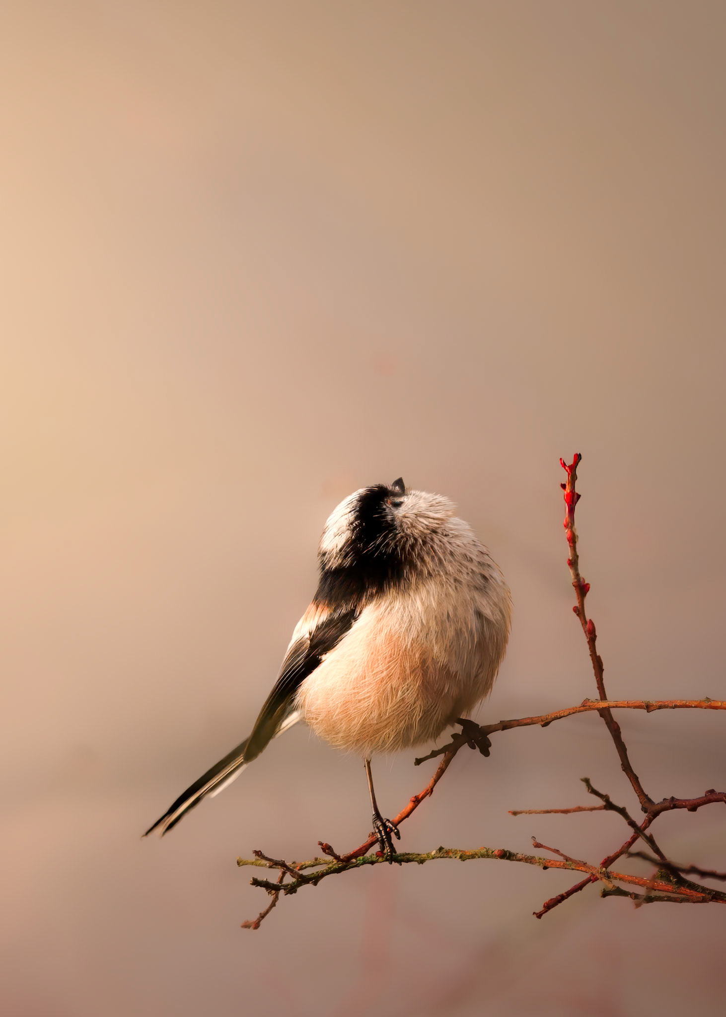 Listening (4015)