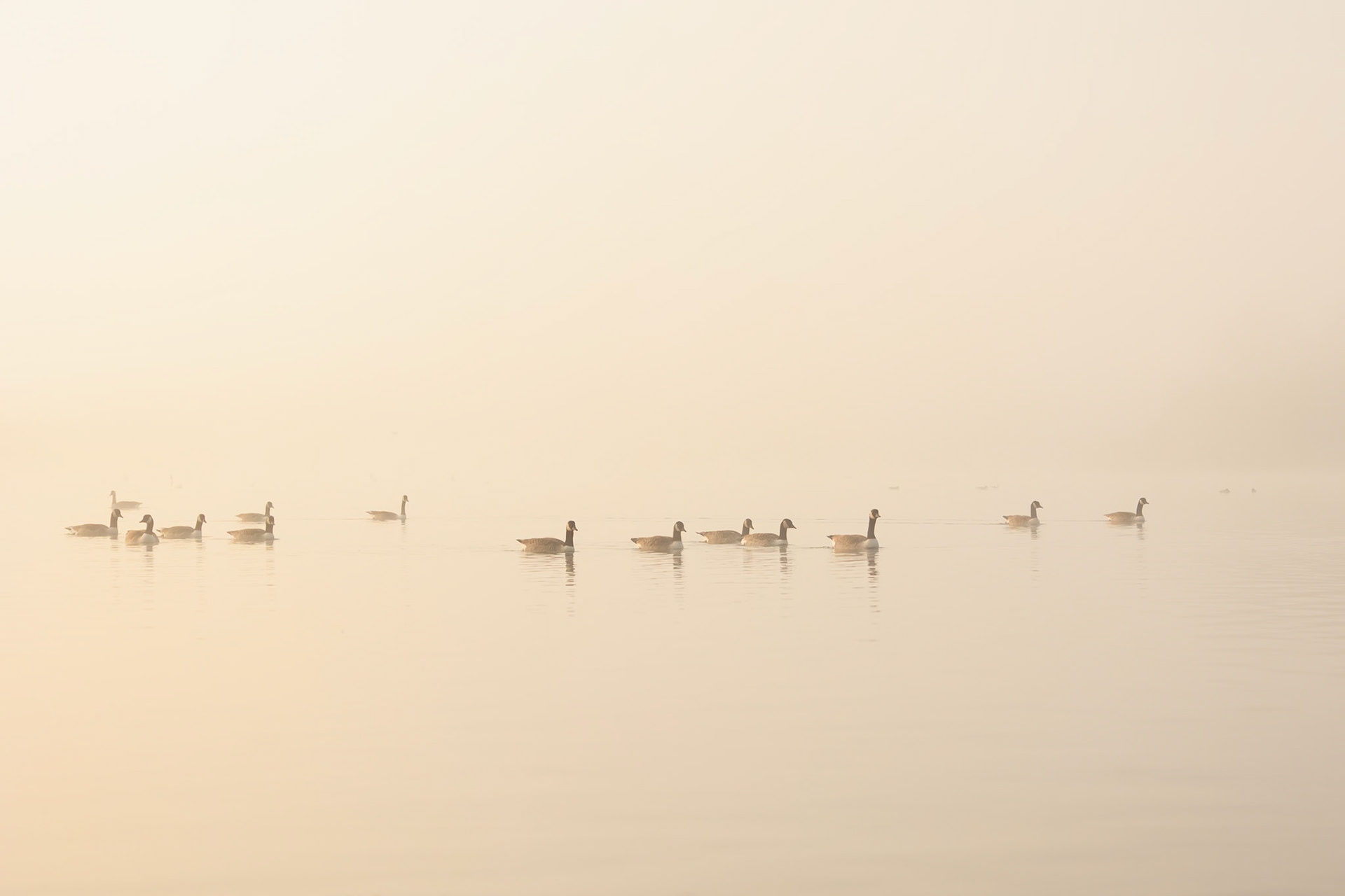 The Morning Parade (4013)