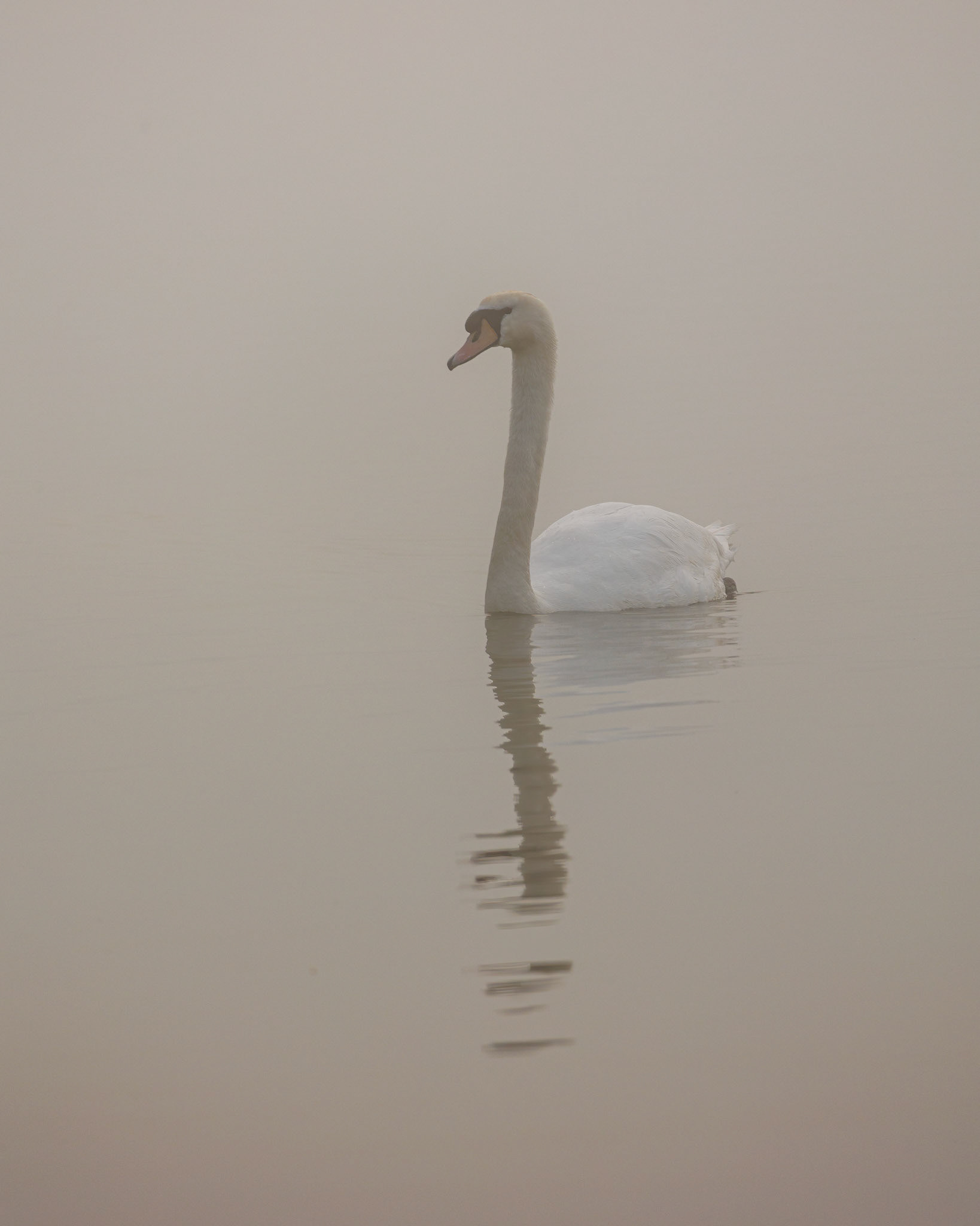 Pale Reflection (4006)