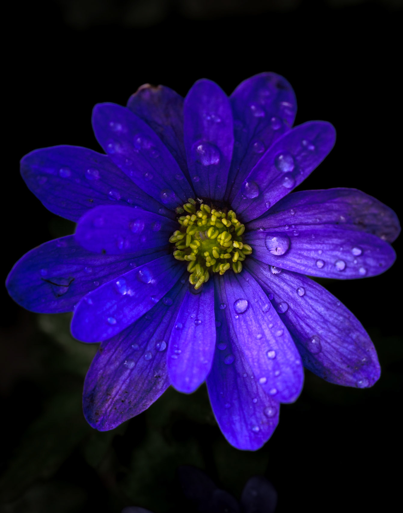 Purple Tears (5001)