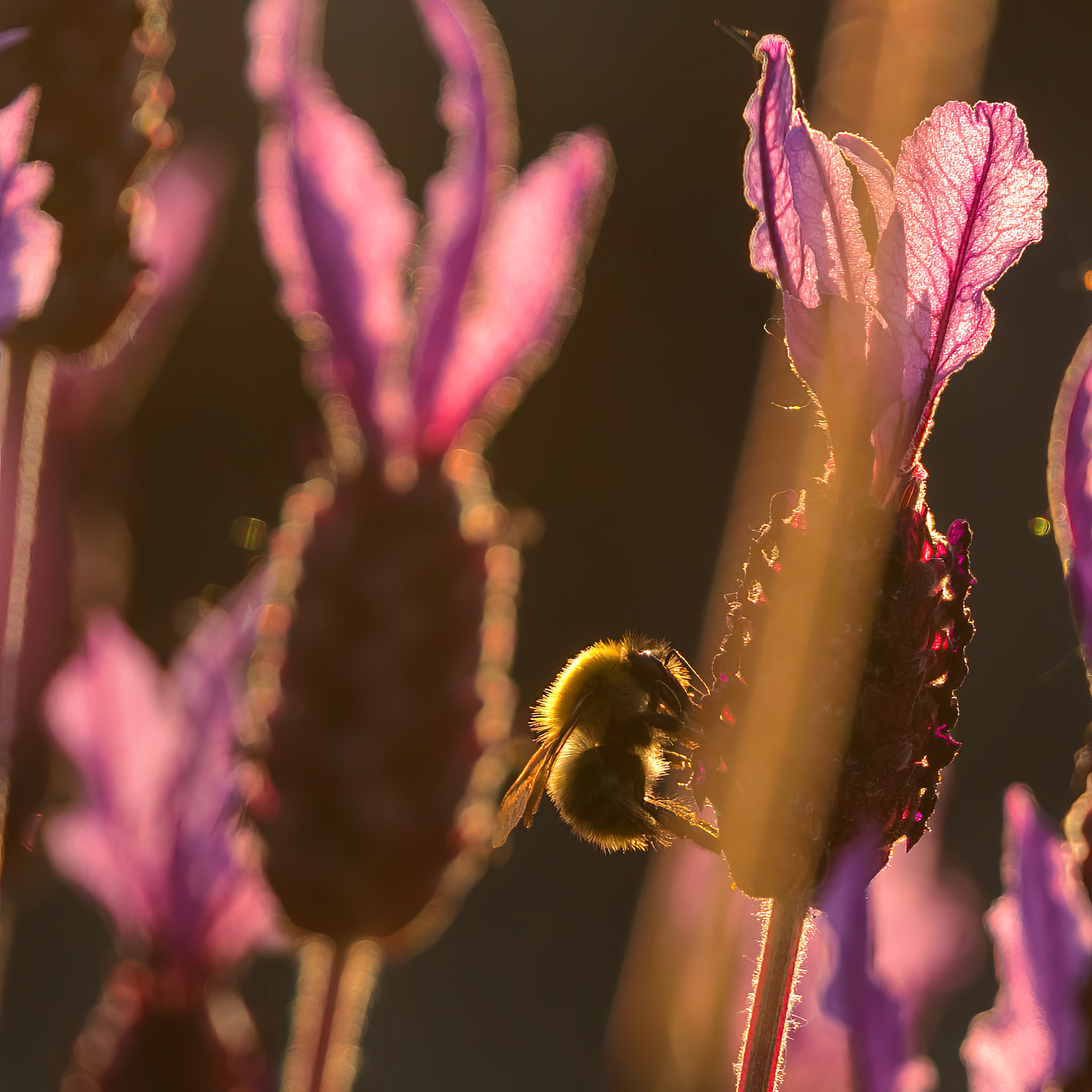 Golden Hour Nectar (4002)