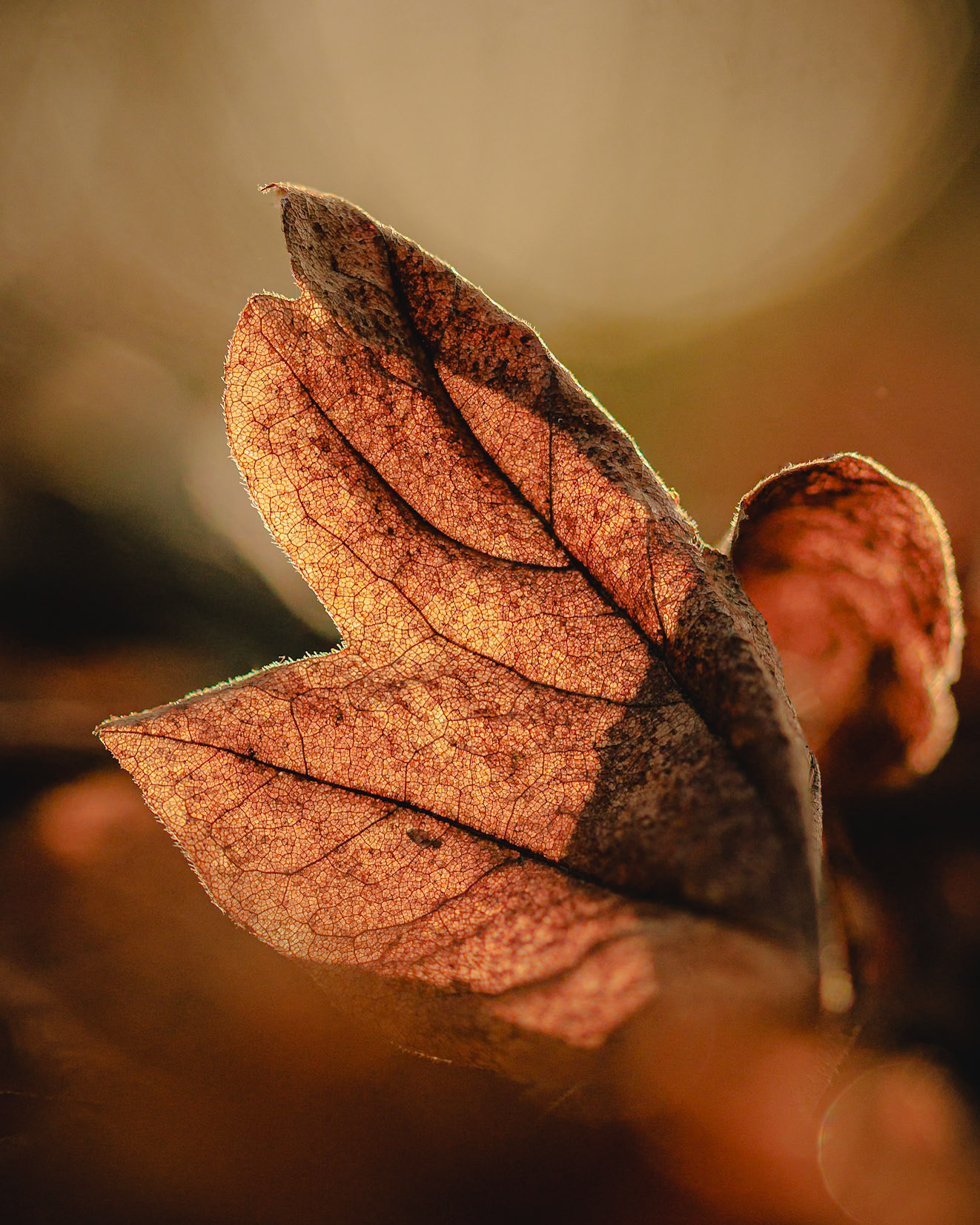 Delicate Veins