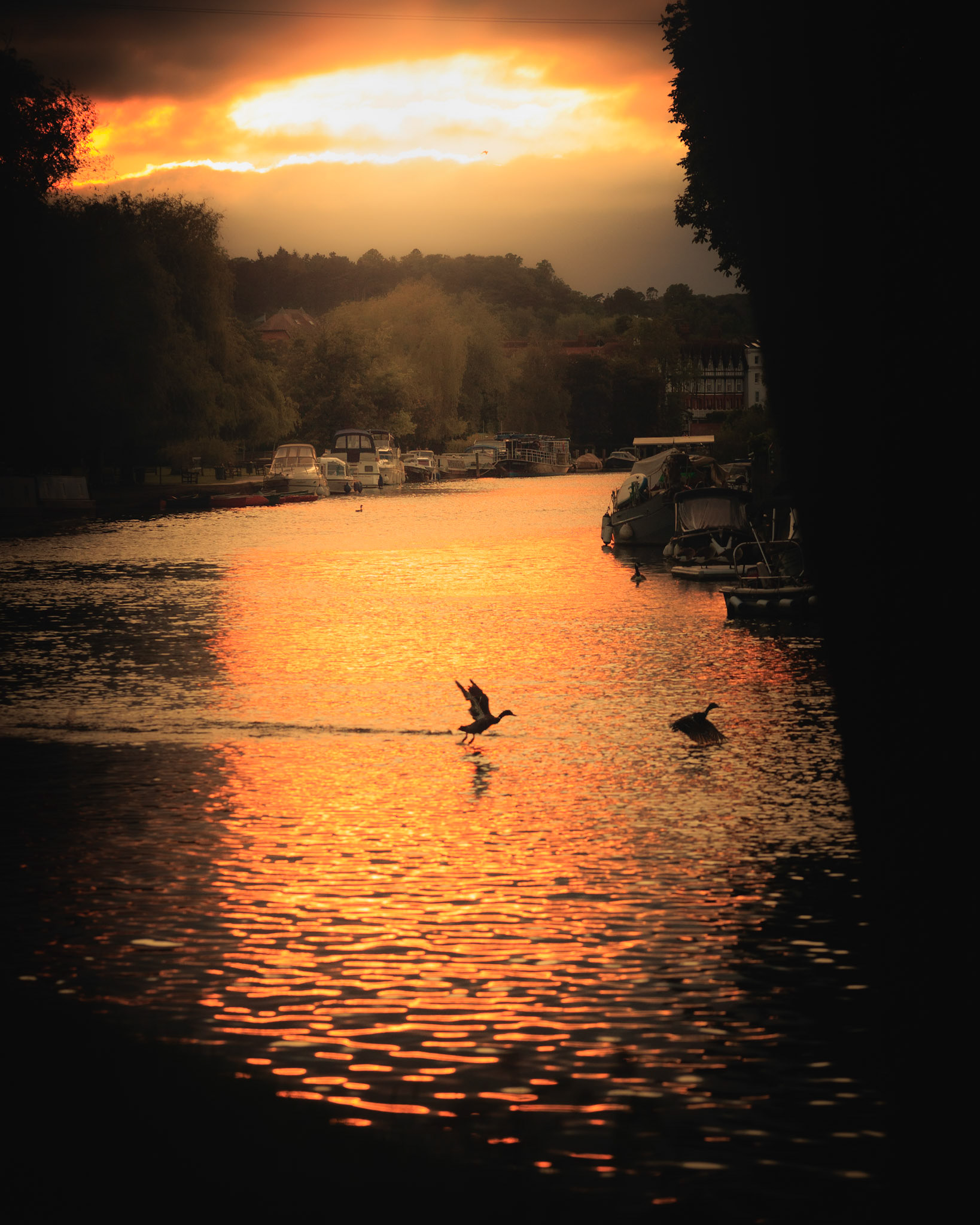 Taking Flight, Henley (3003)