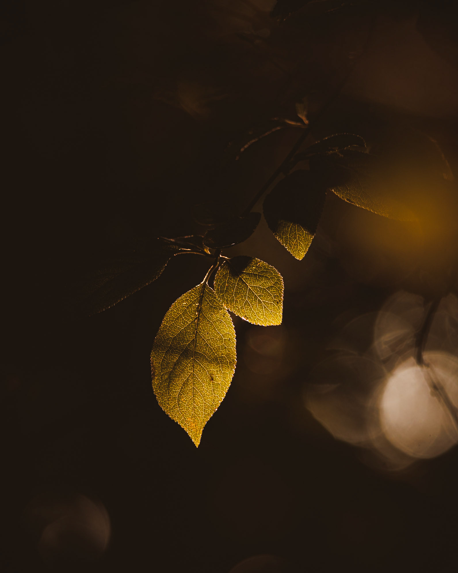 Breathe (5007)
