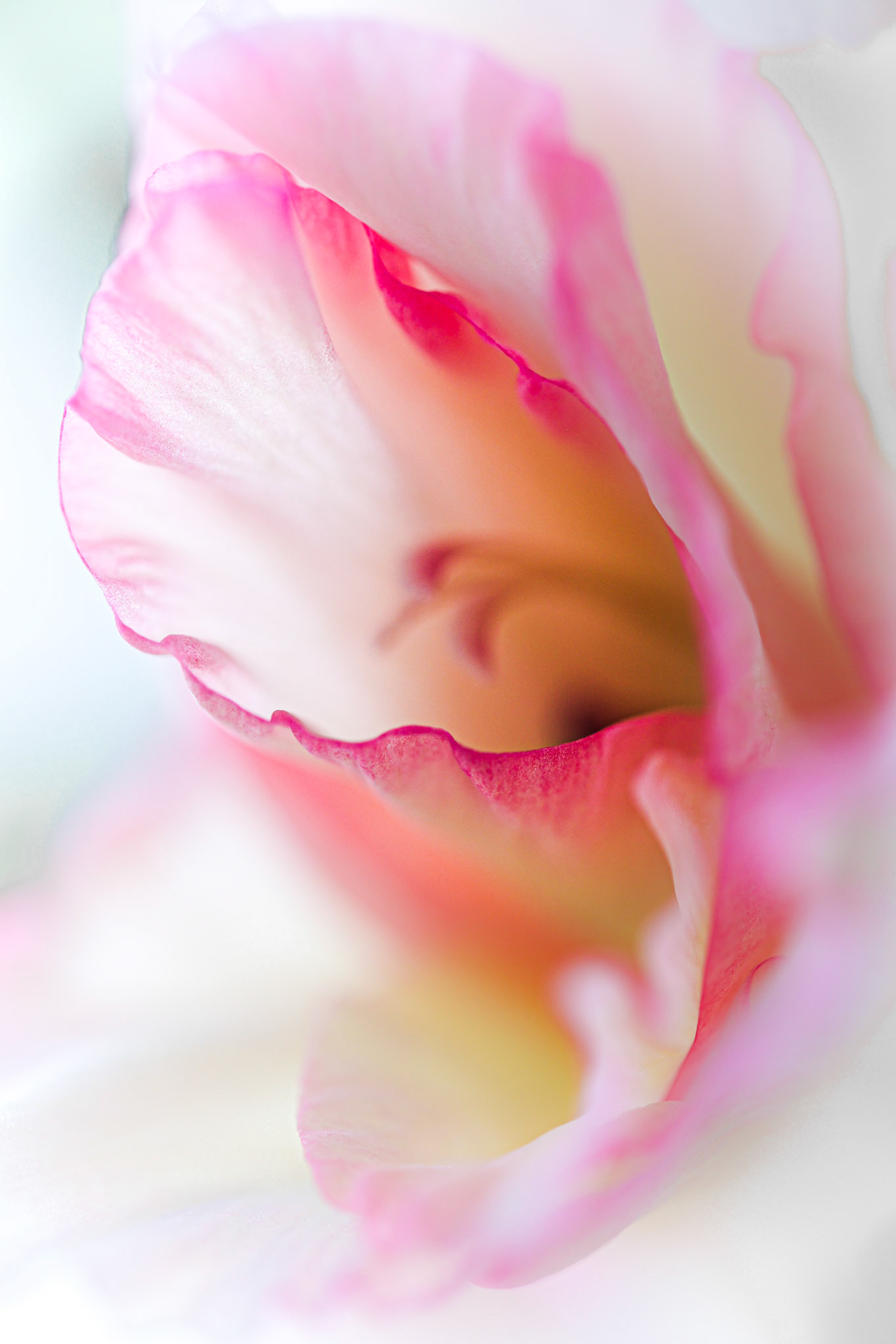 Healing V: Pink Rose (7005)