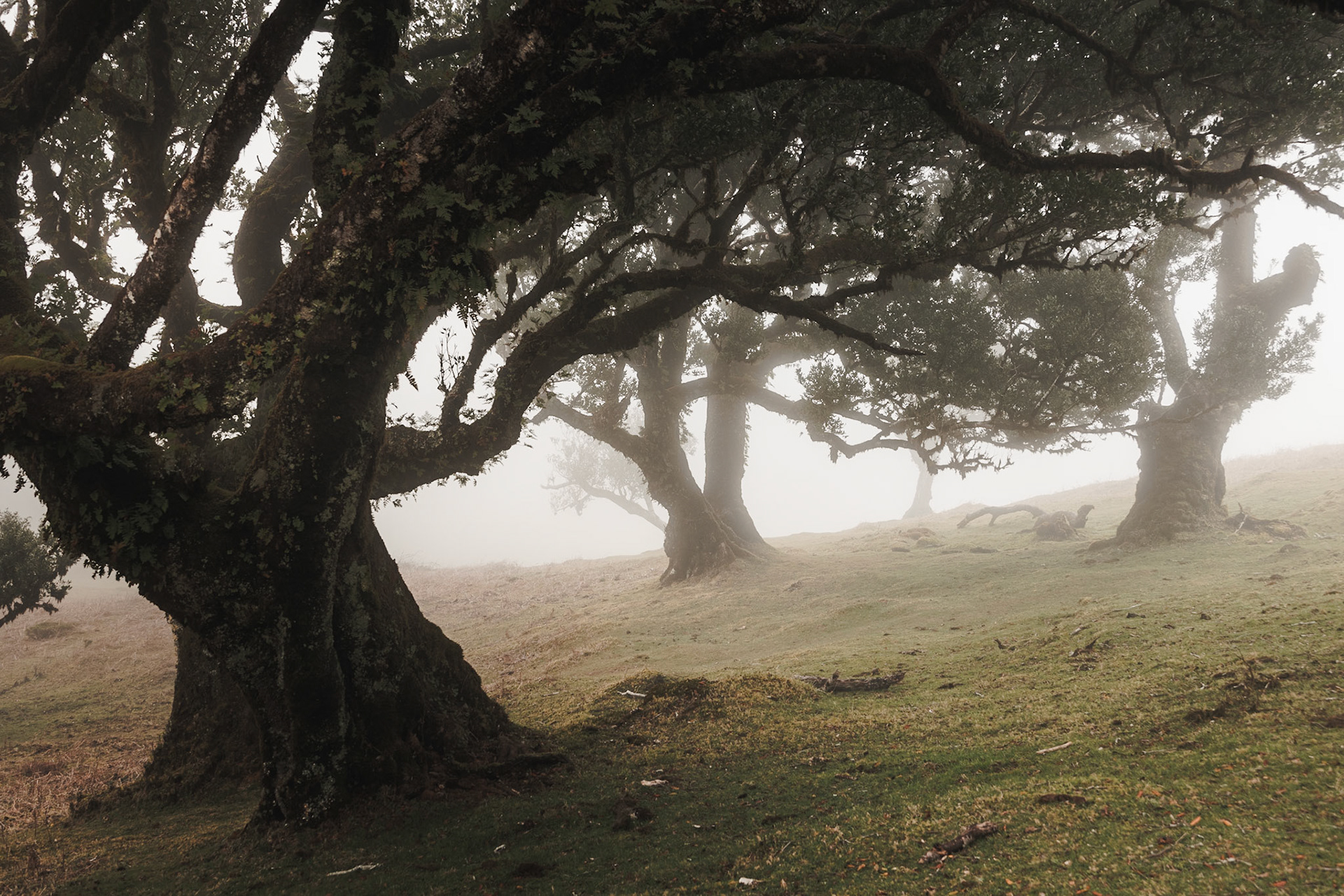 Mists of Fanal (8003)