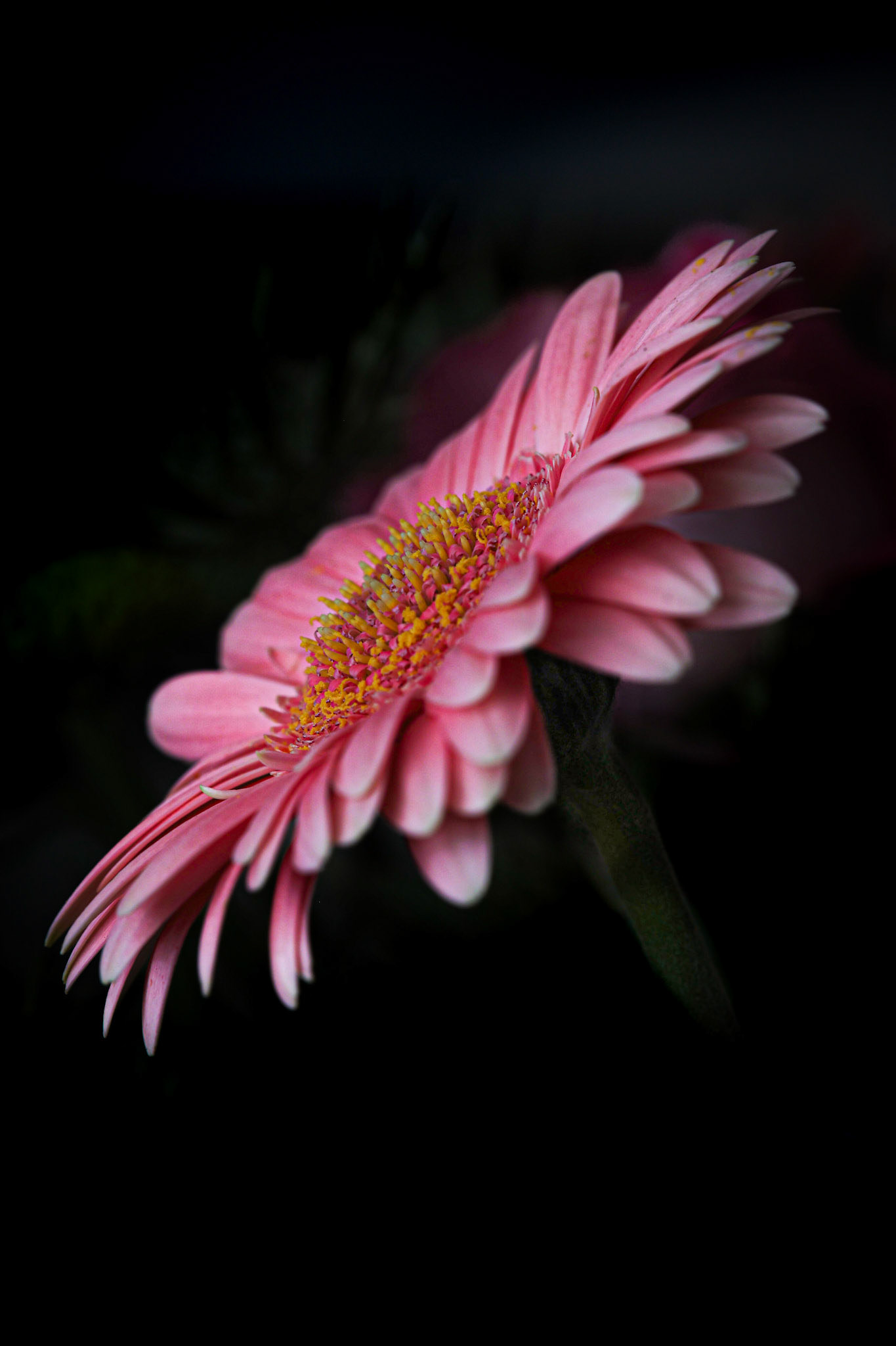 Pretty in Pink (5003)