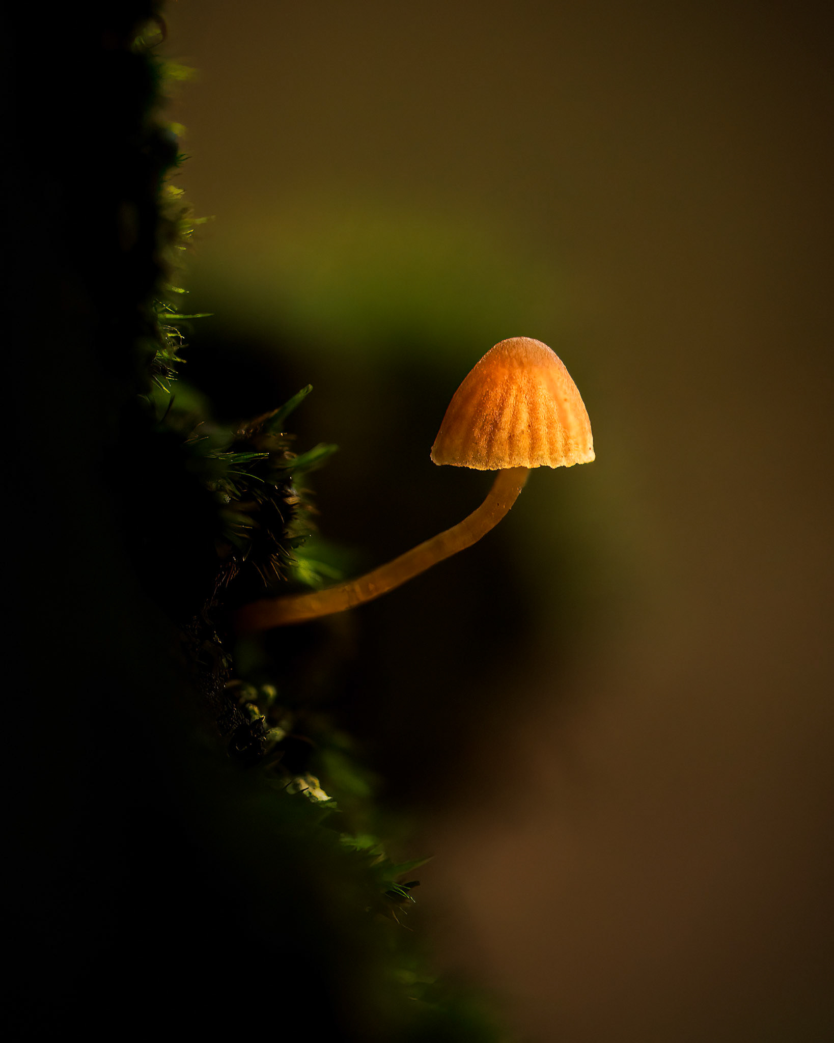 Lamplight (5011)