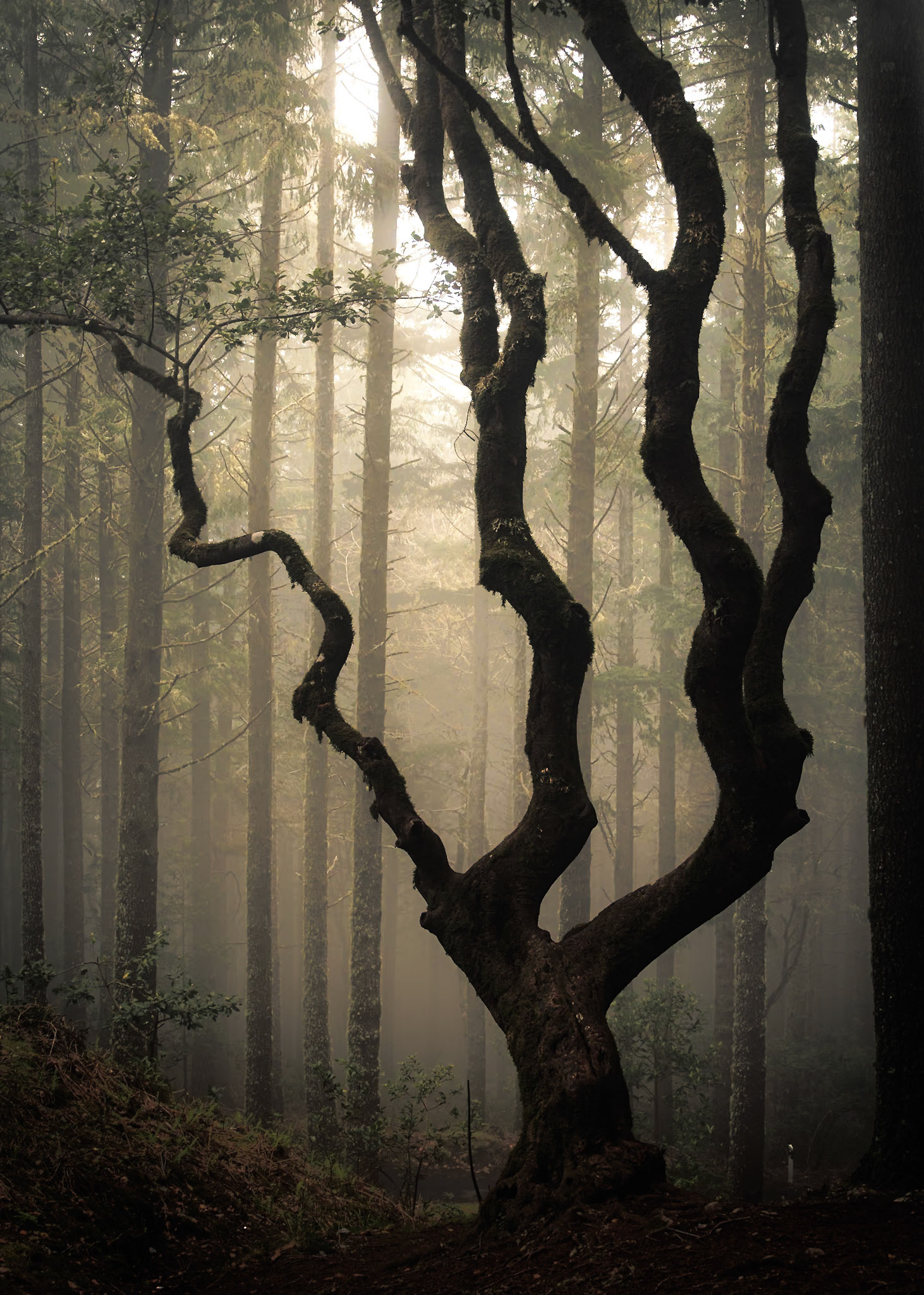 The Magic Tree (8006)