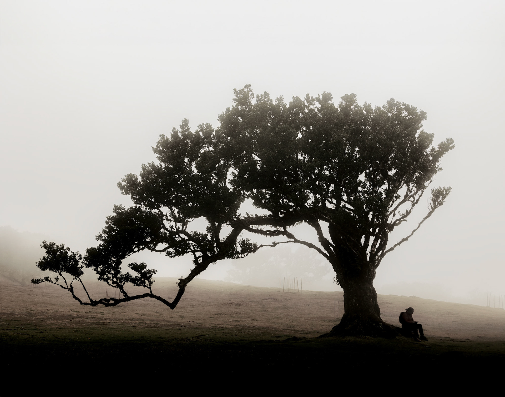 "Solitude", Fanal, Madeira (8001)