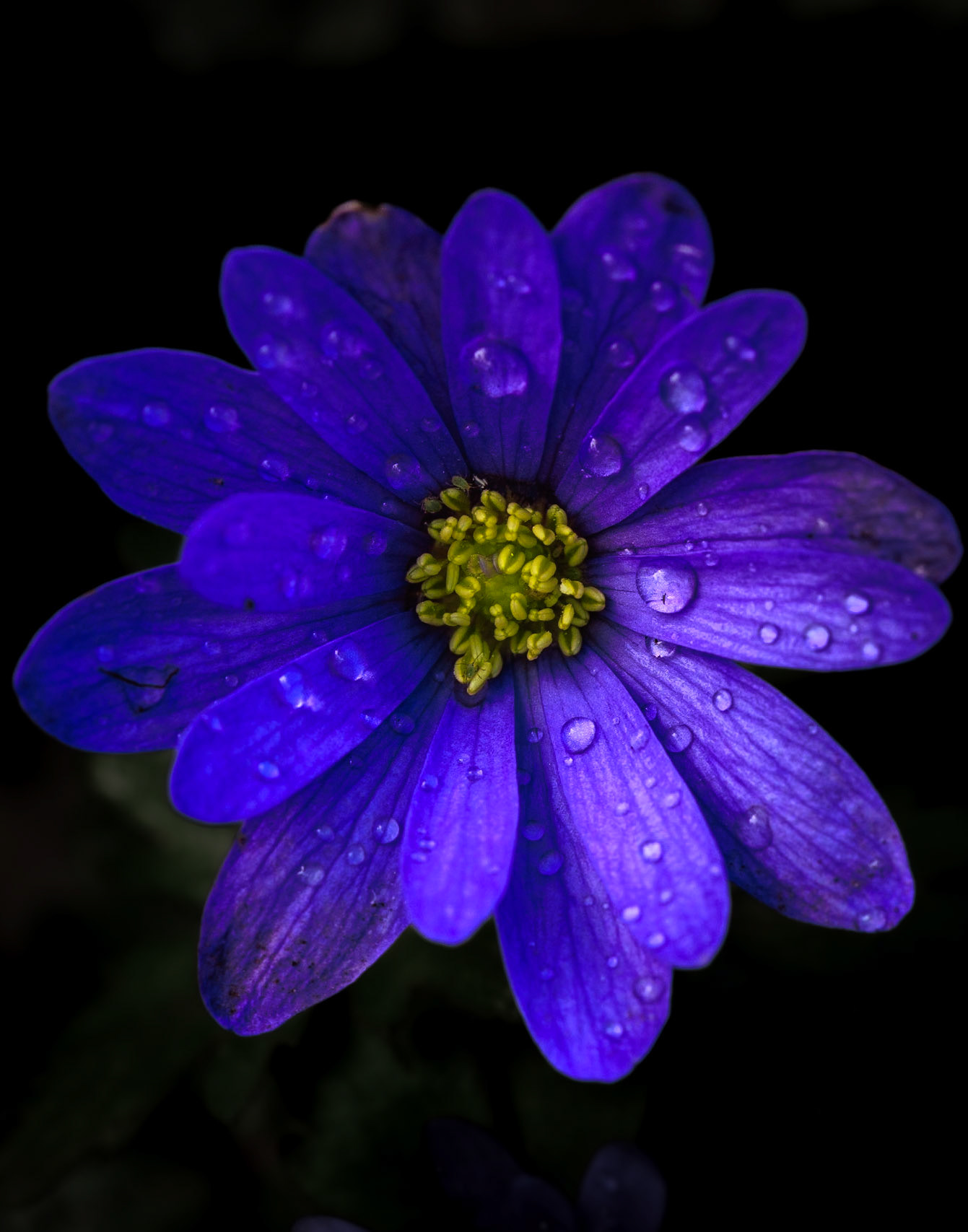 Purple Tears (5001)
