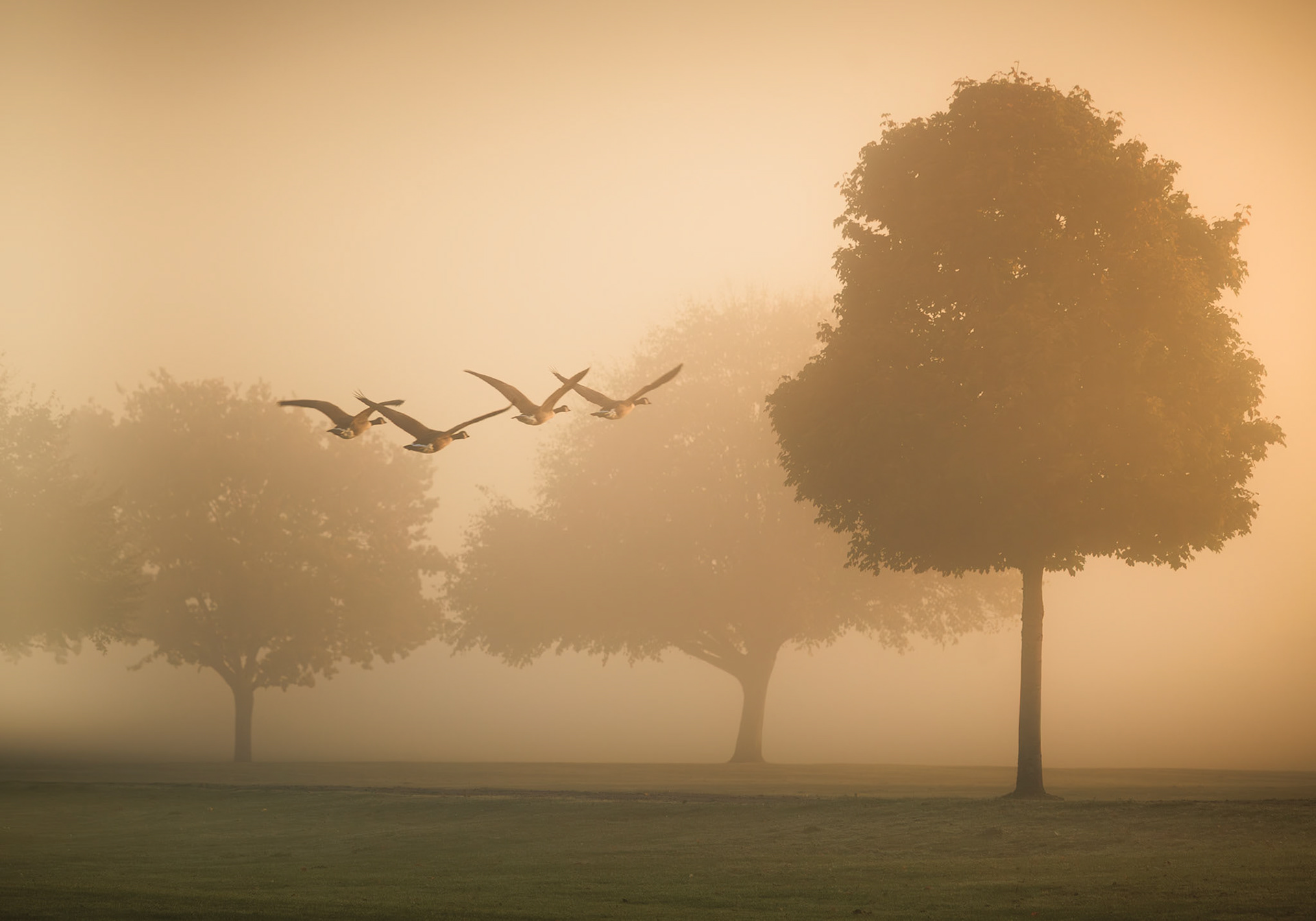 Dawn's Flight, Remenham Meadow (3018)