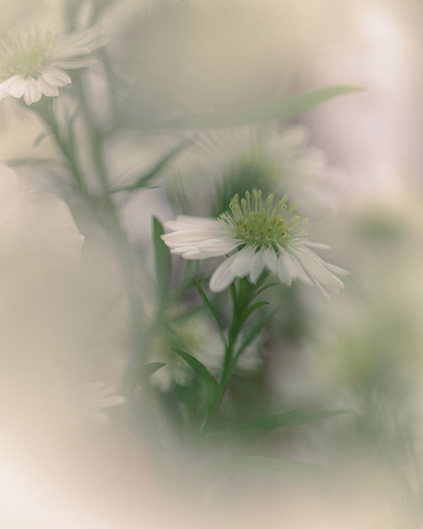 Healing III: Hidden Daisy (7003)