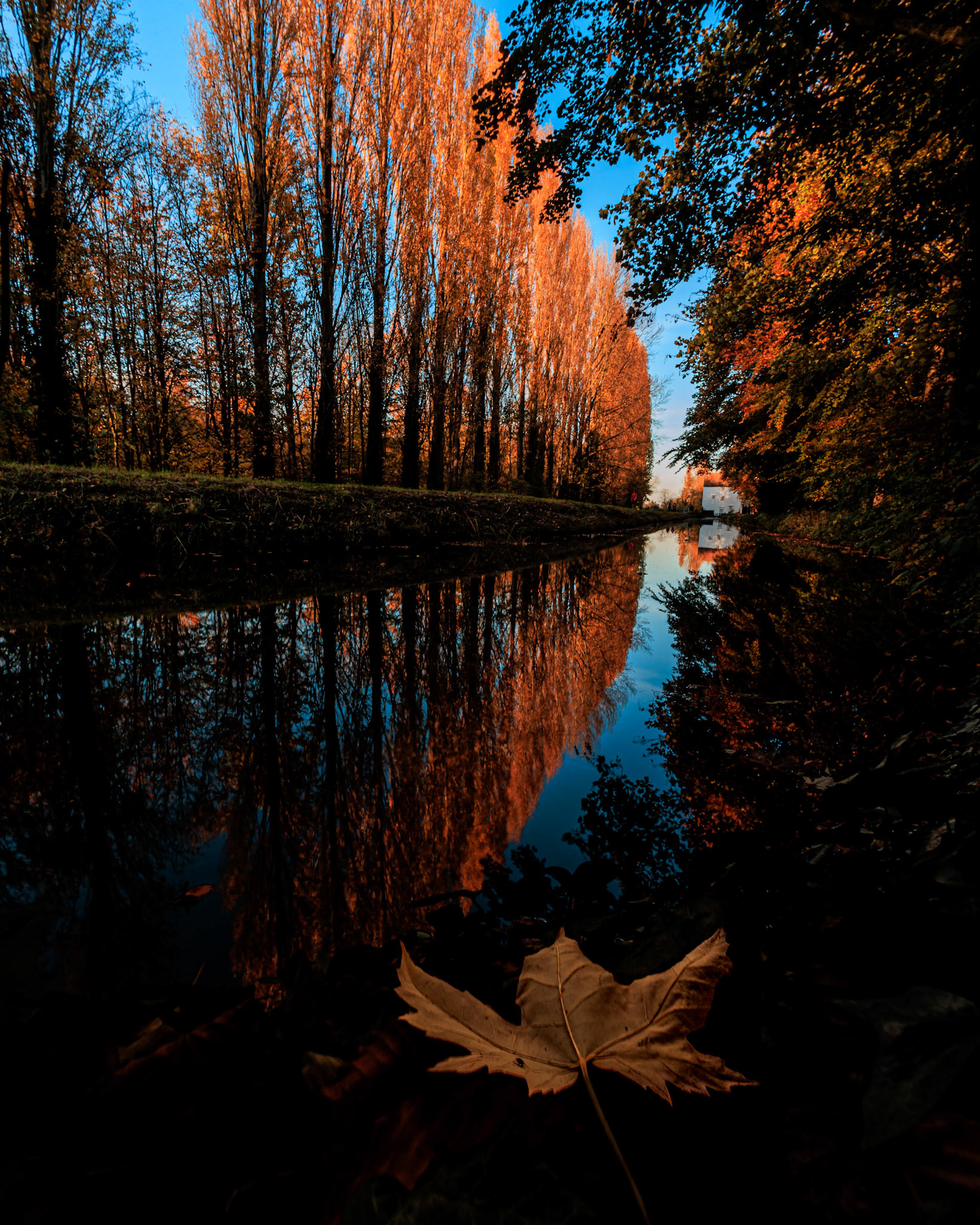 "Calm as a Millpond", Anglesey Abbey (8005)