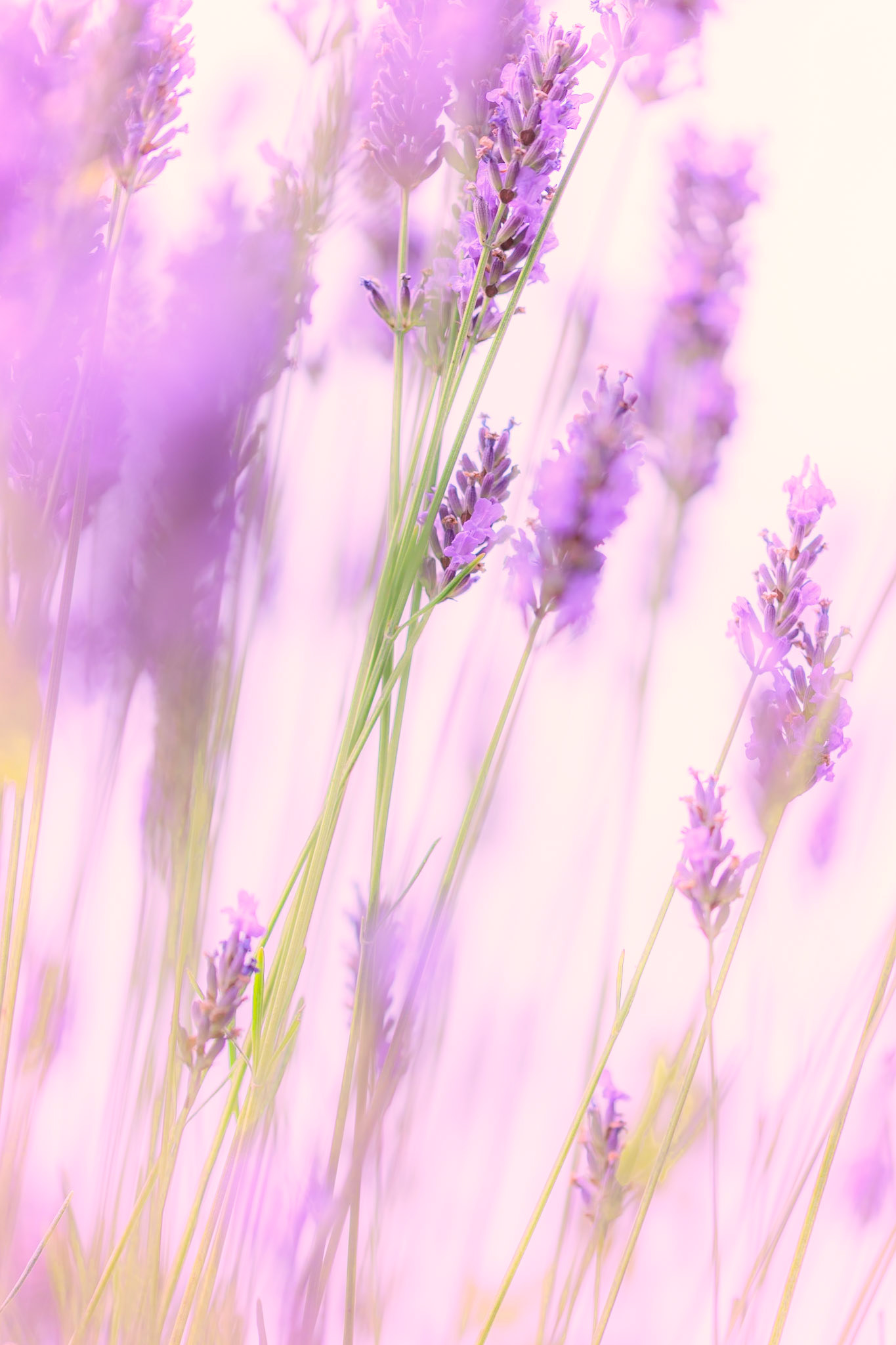Lavender Haze