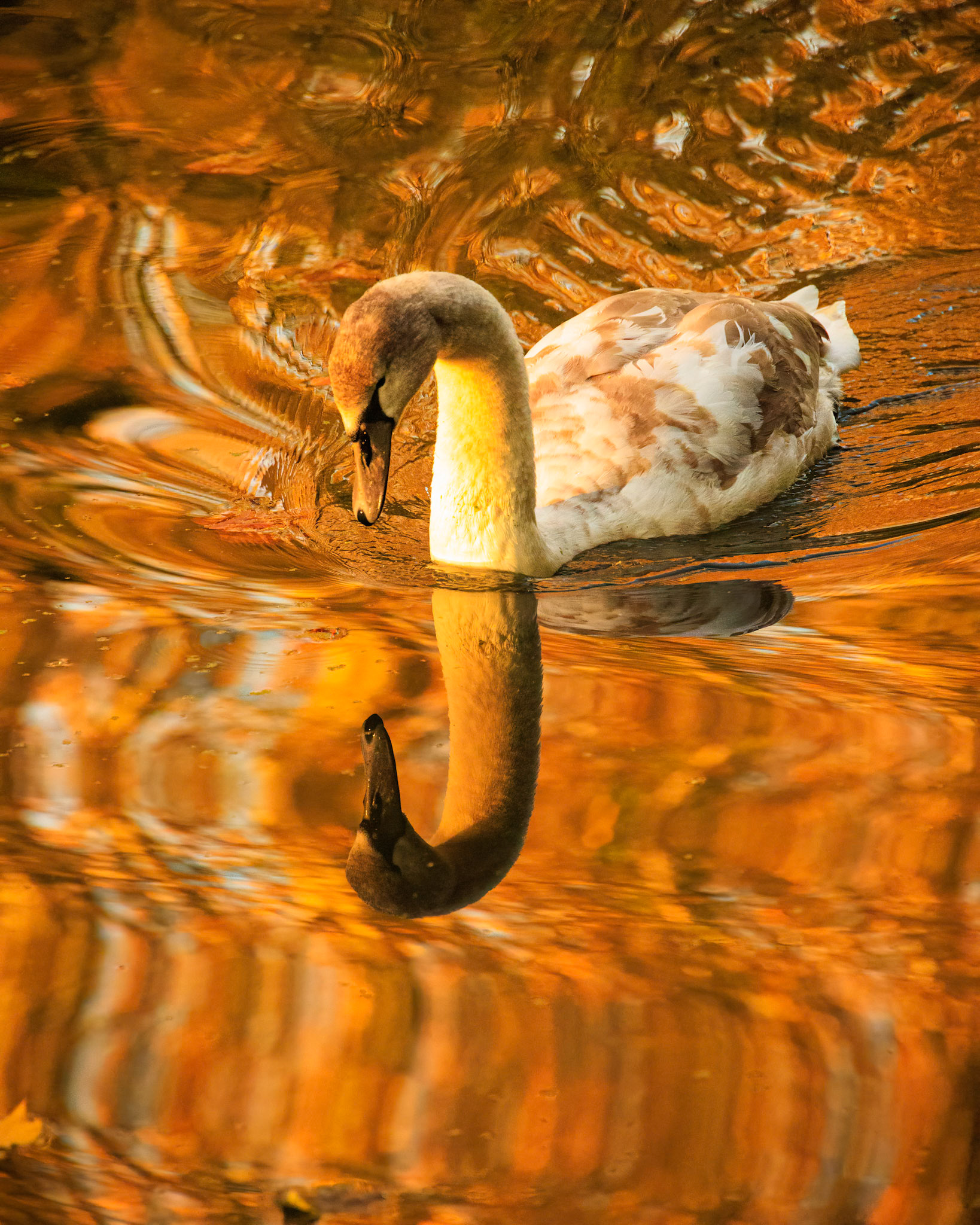 Golden Reflection (4001)