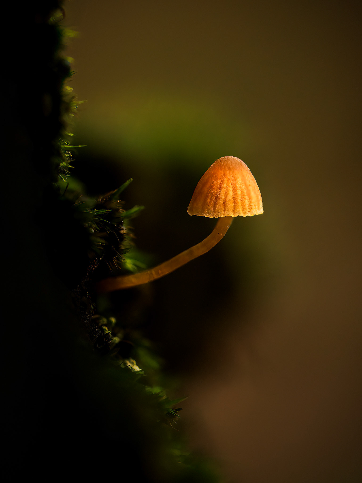 Lamplight (5011)