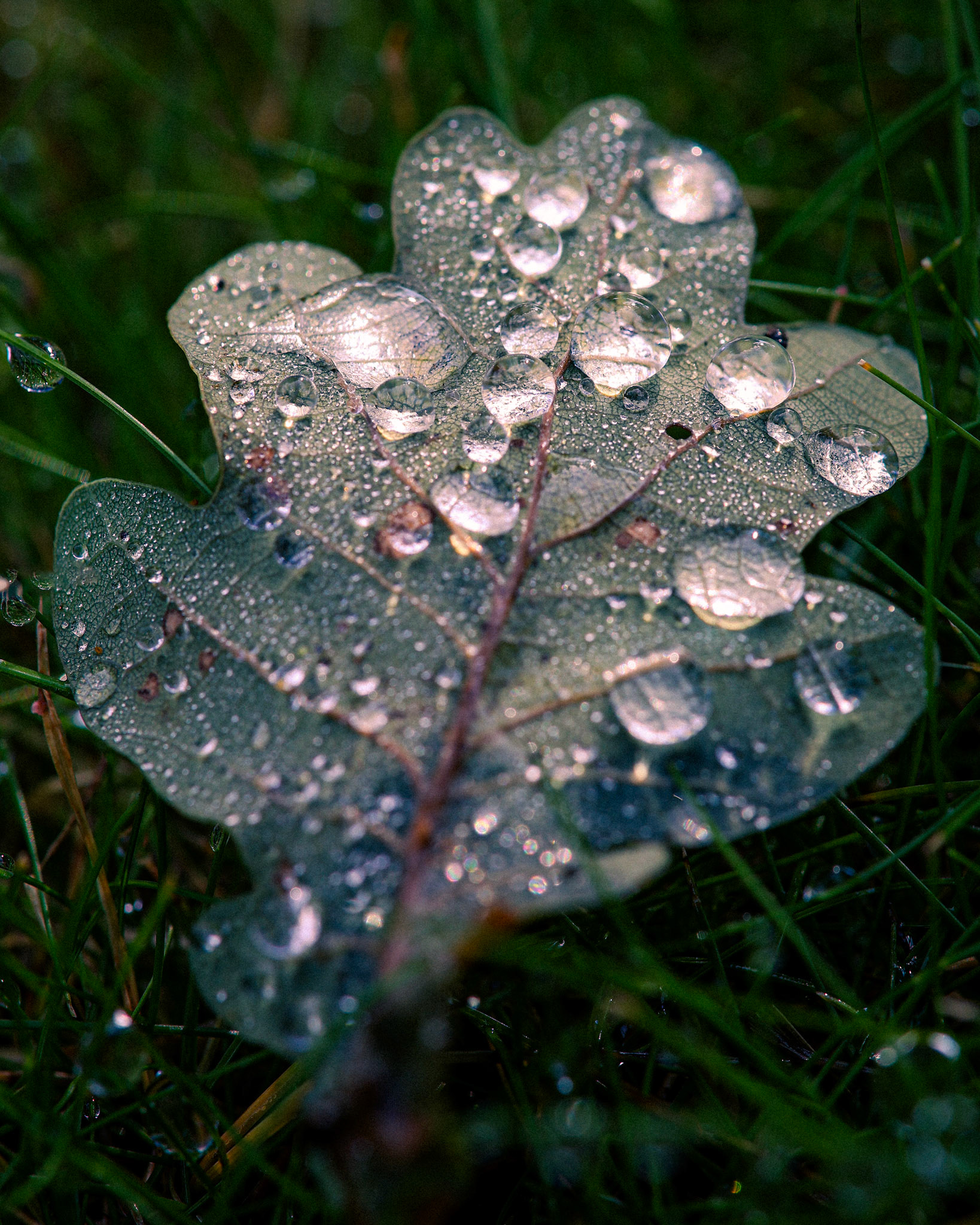 Bejewelled Oak Leaf (5004)