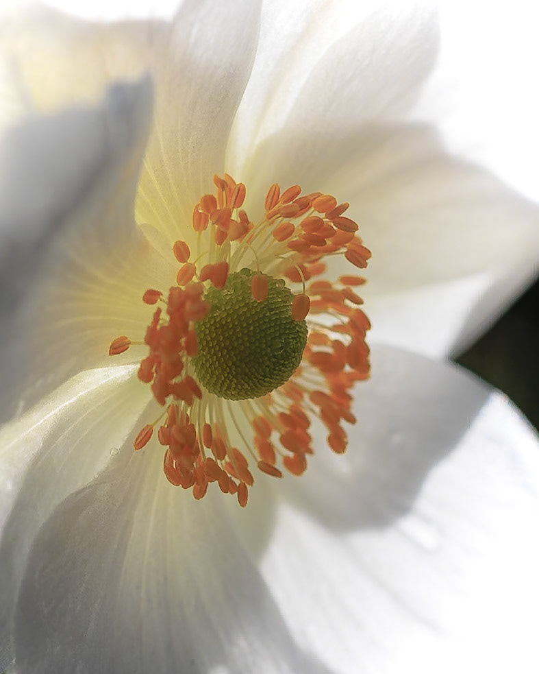 Japanese Anemone