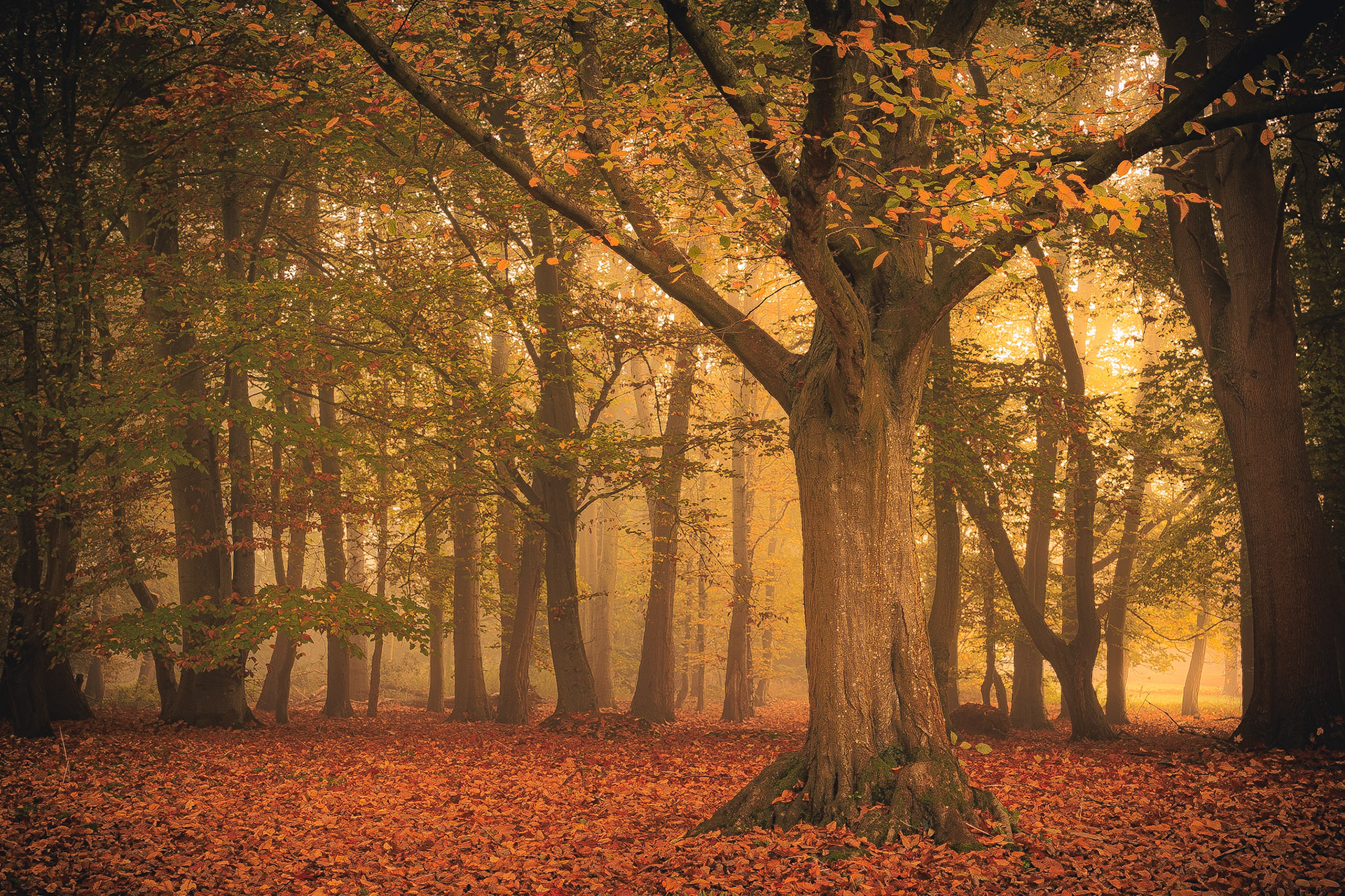Autumn on Beggar's Hill (5012)