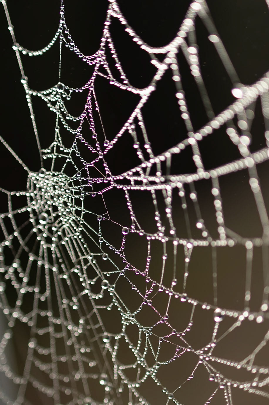 Rainbow Web (5005)