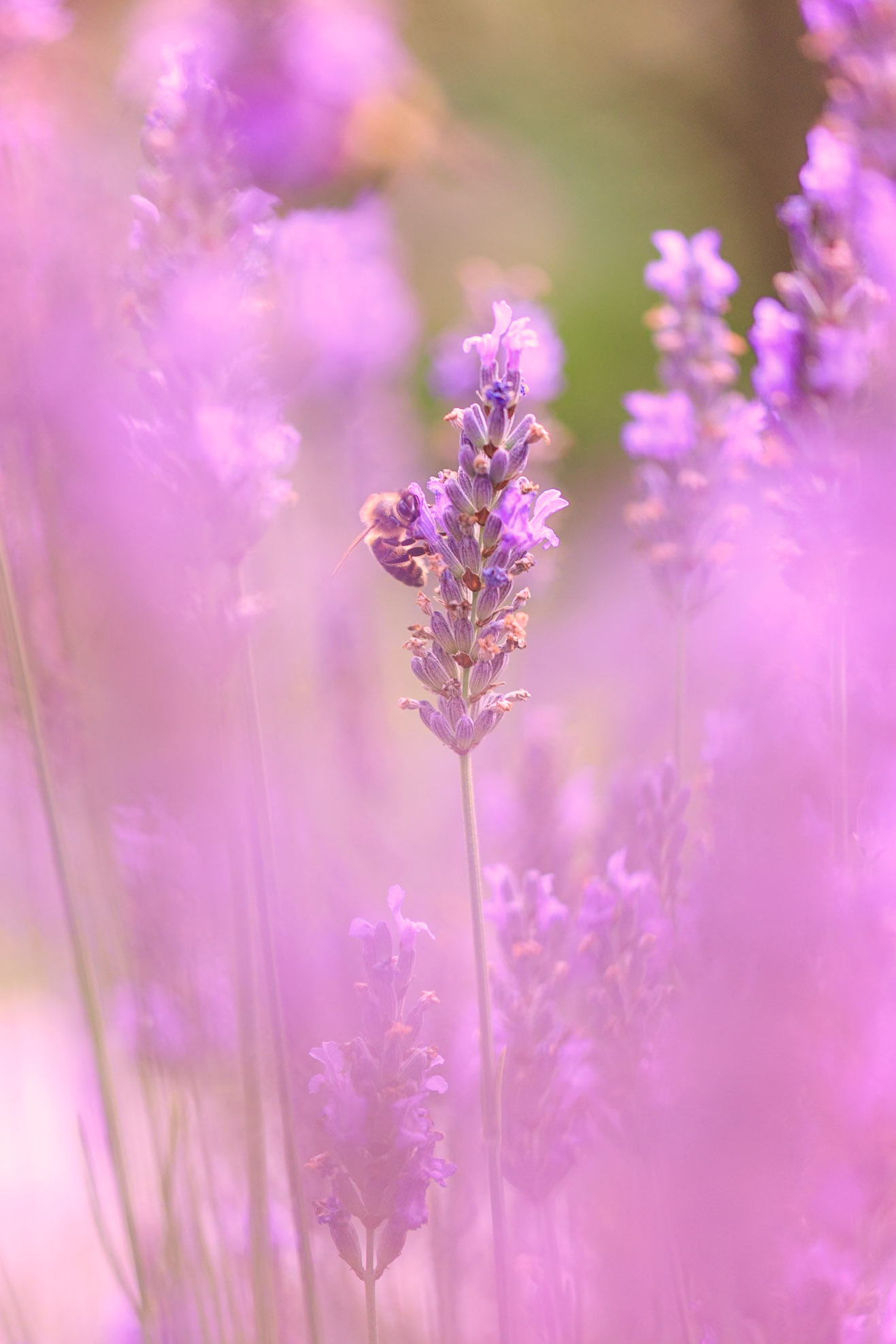 Lavender Perfume