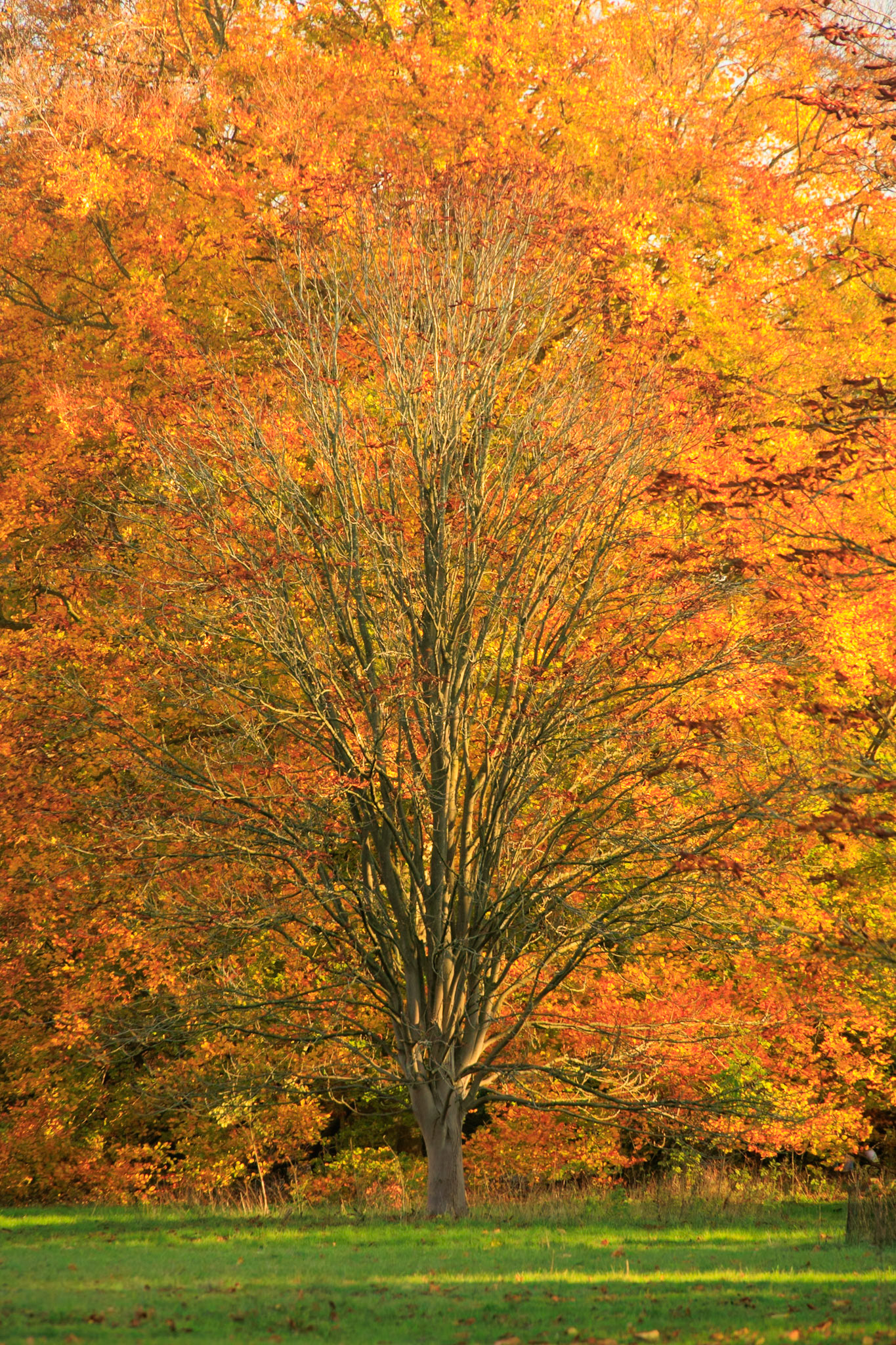 Anglesey Abbey Ablaze (5008)