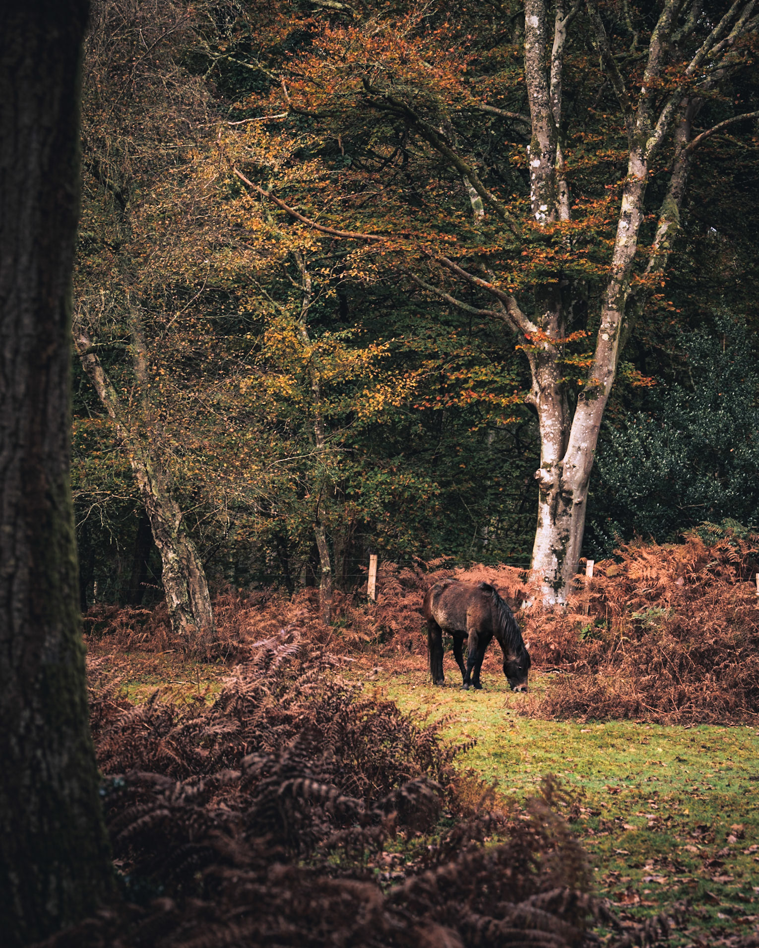 New Forest Forager (4009)