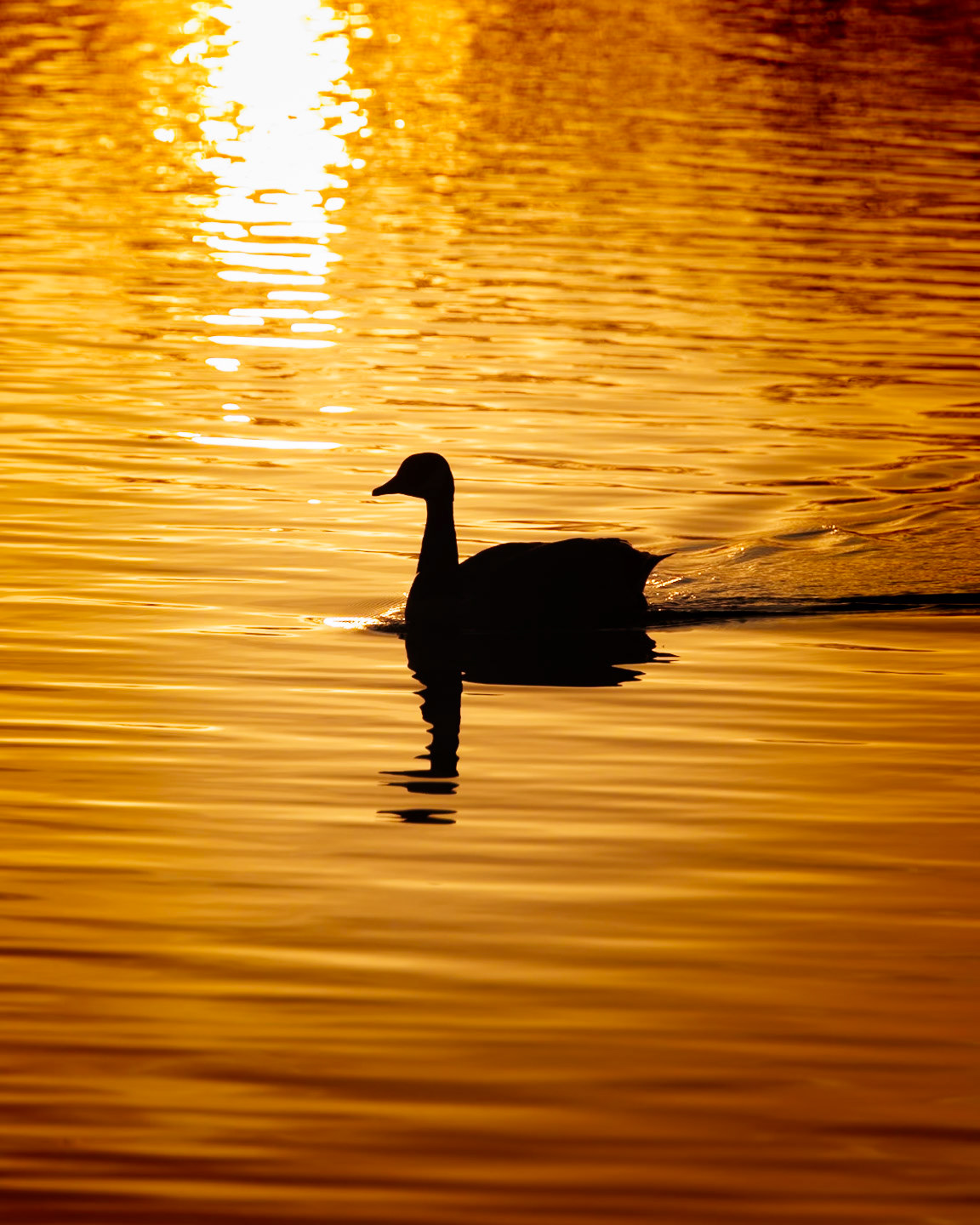 Golden Goose, Dinton (4003)