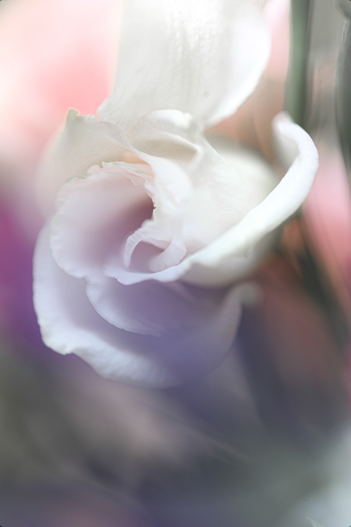 Healing VI: White Rose (7006)