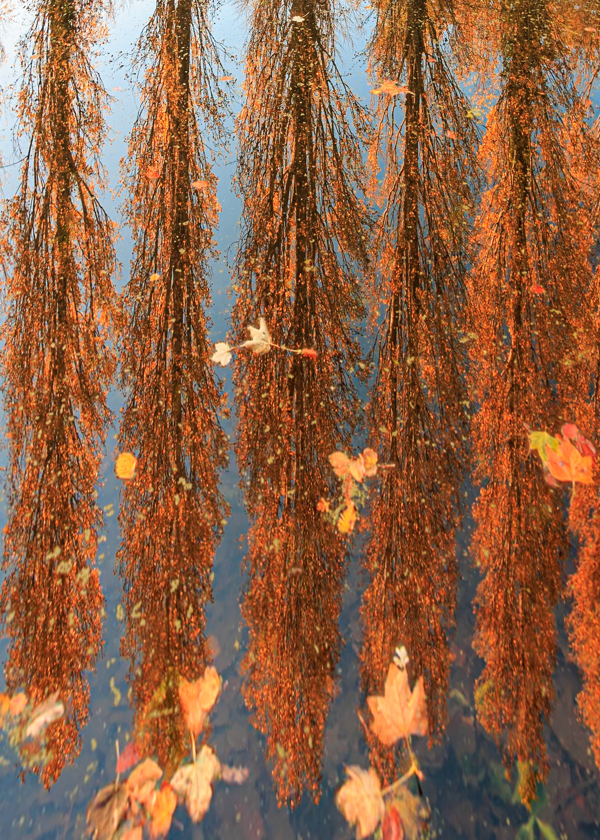 Poplar Reflections (5020)