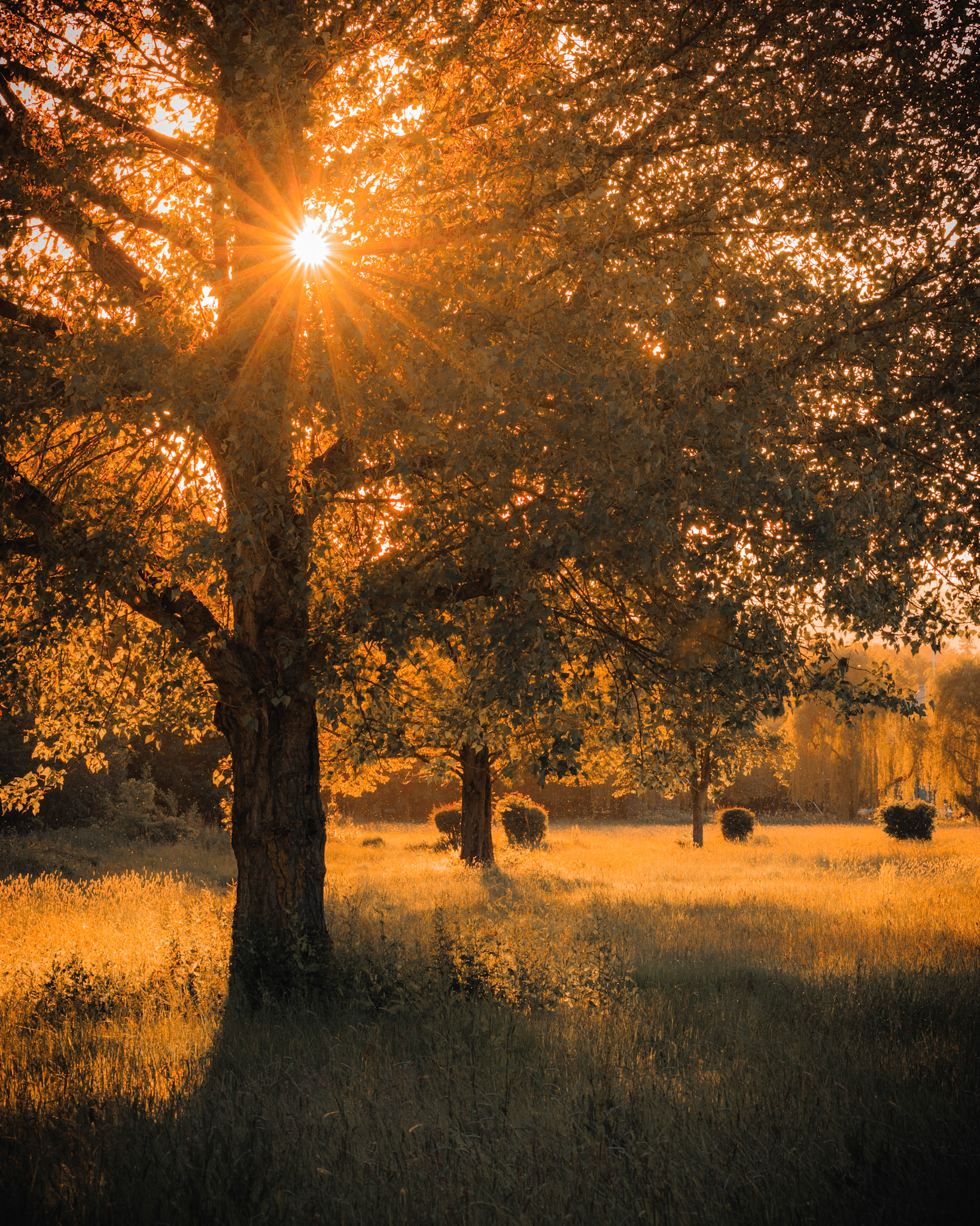 Evening Glow, Henley Meadows (3002)