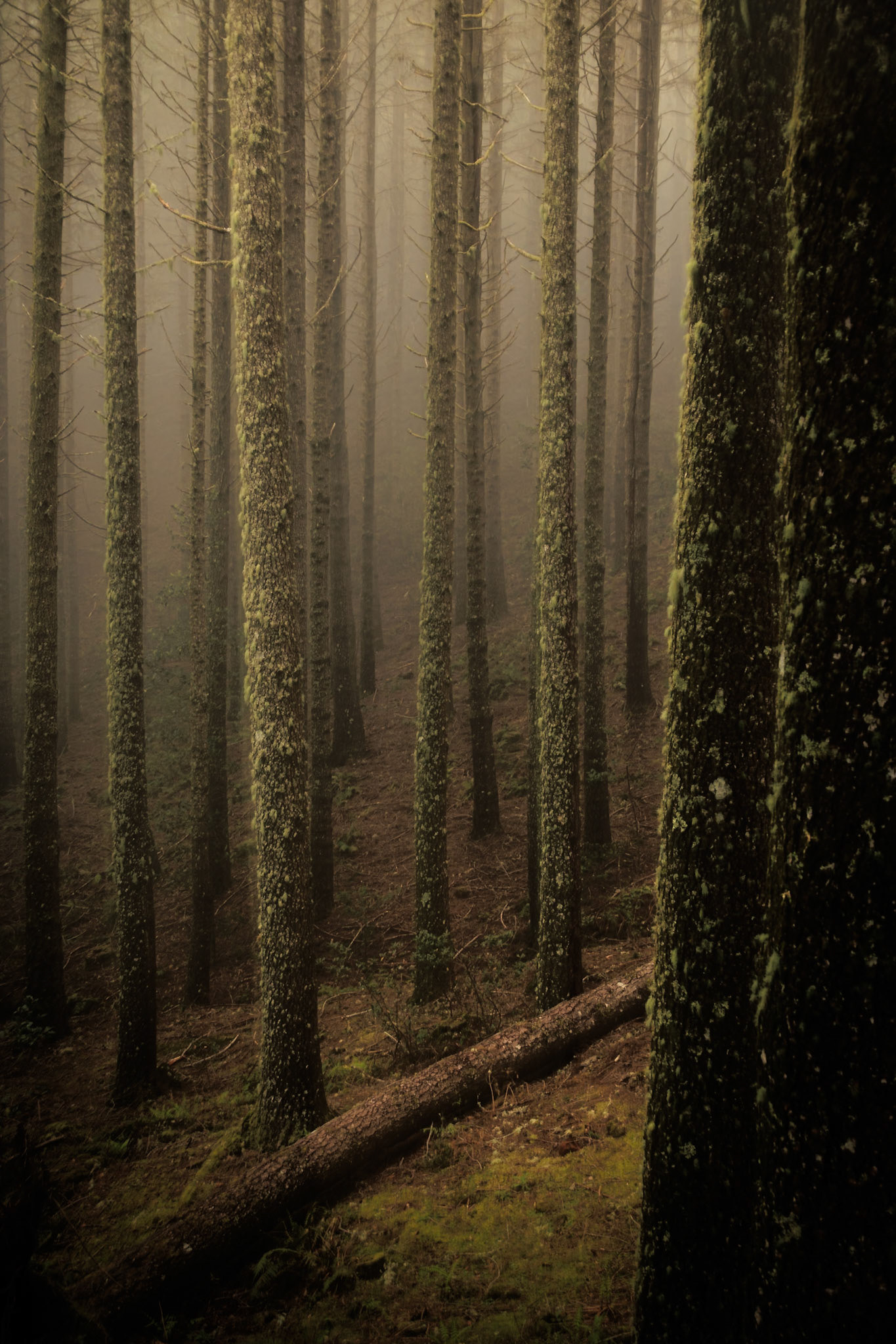 The Laurel Forest (8007)