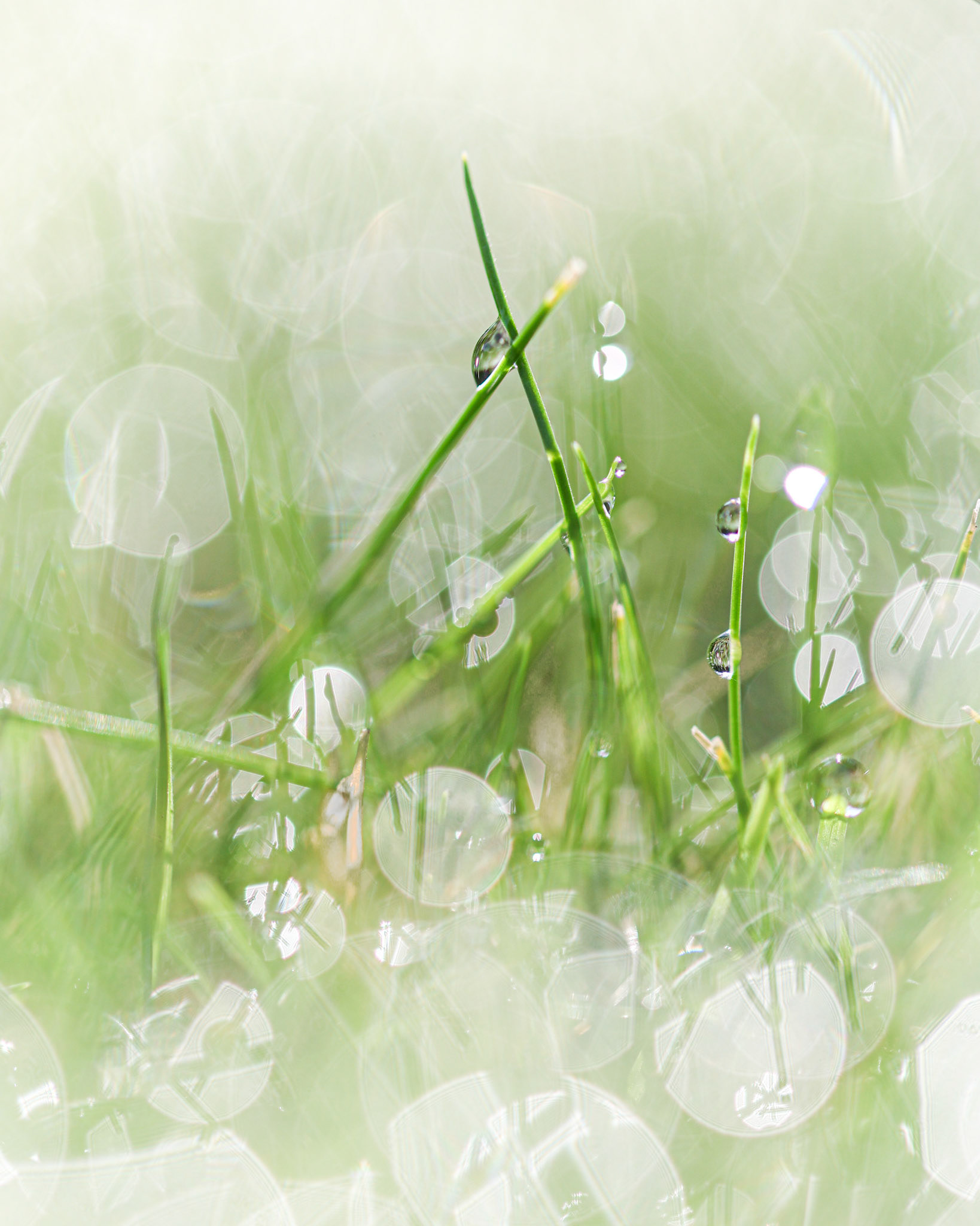 Healing IV: Dewdrops (7004)