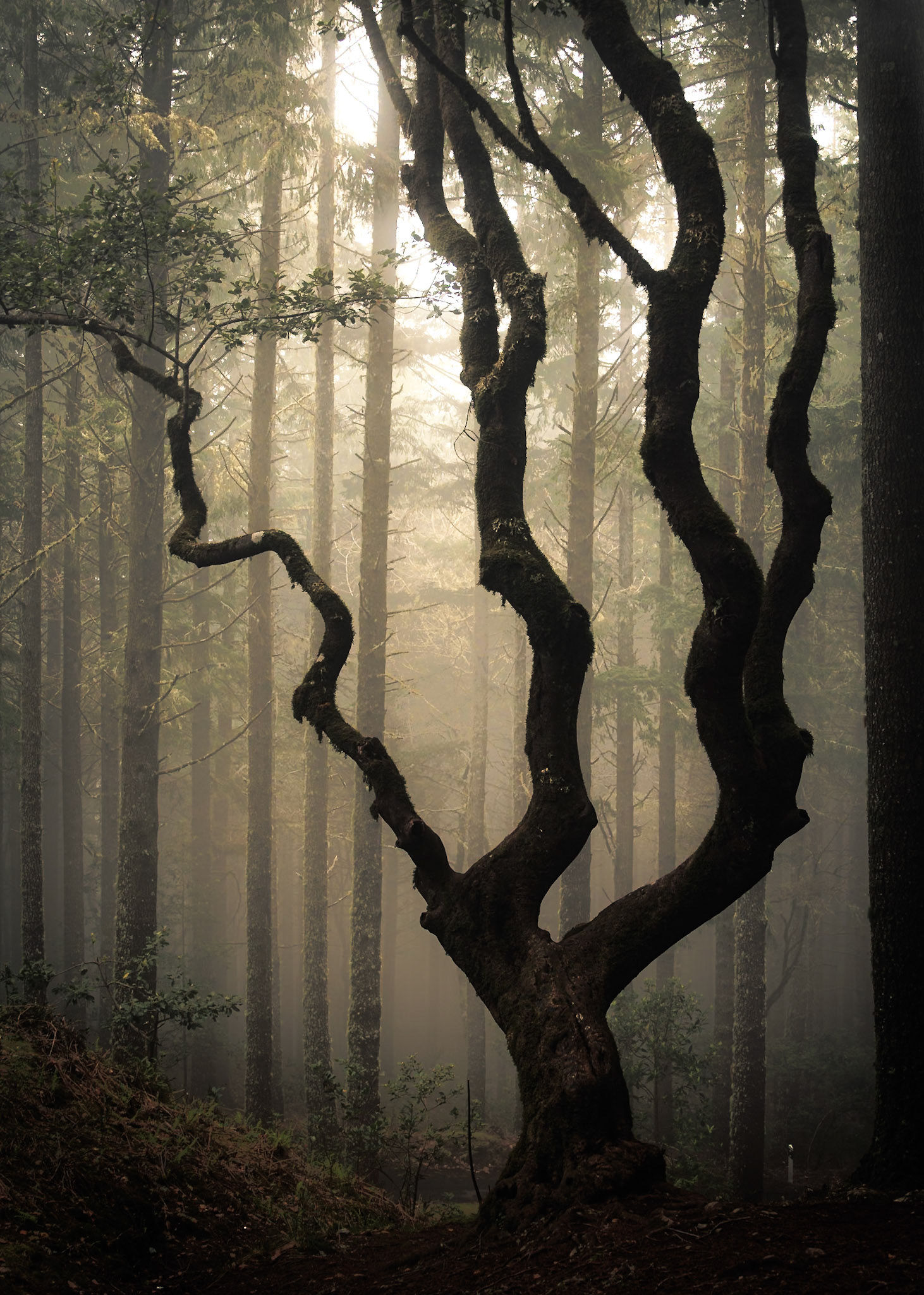The Magic Tree (8006)