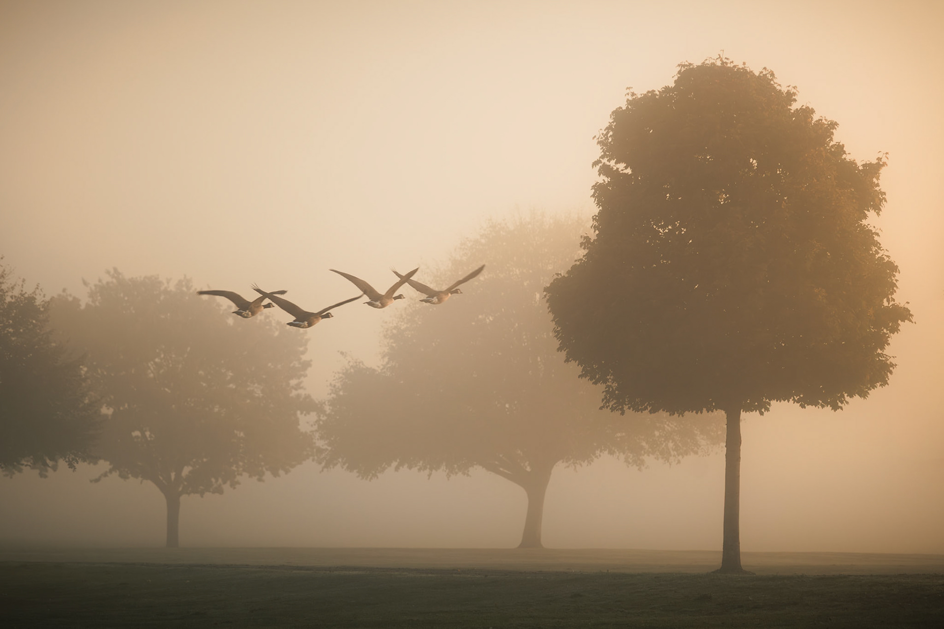 Dawn's Flight, Remenham Meadow (3018)