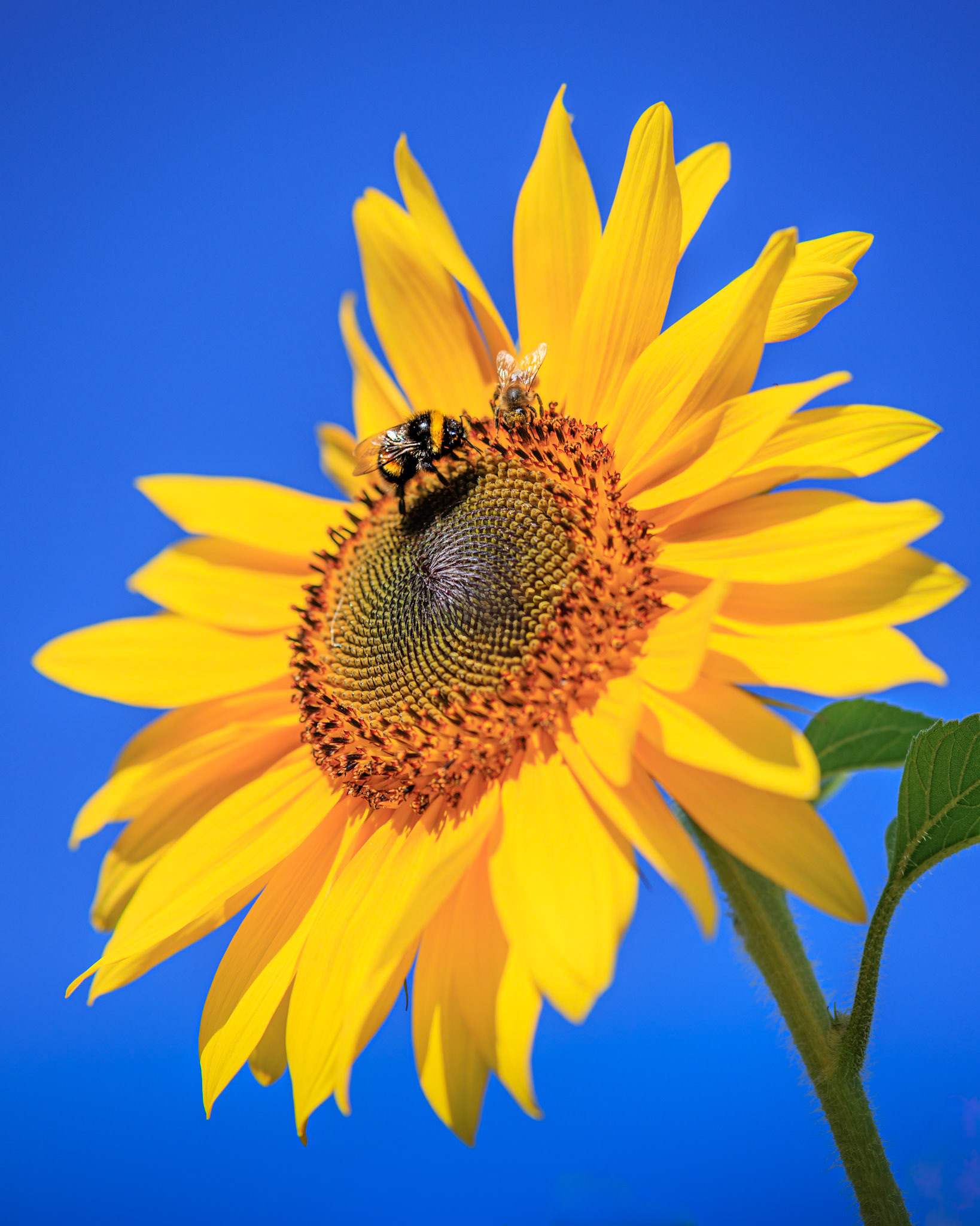 Sun Collector