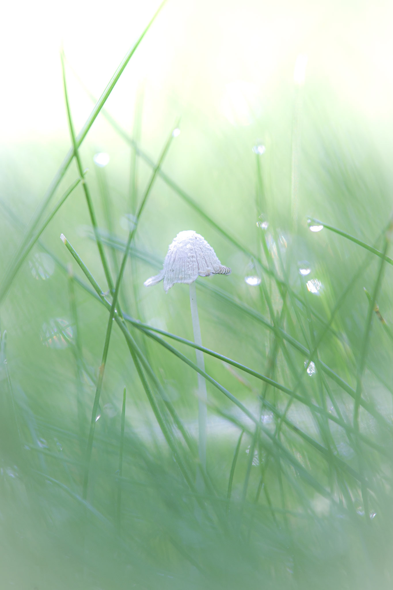 Healing II: Little Mushroom (7002)
