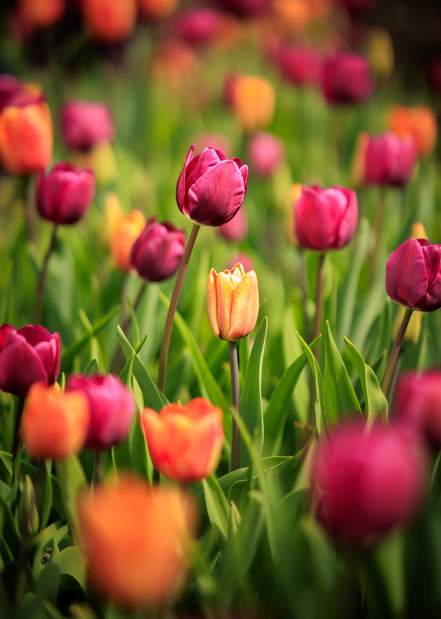 A Patch of Colour