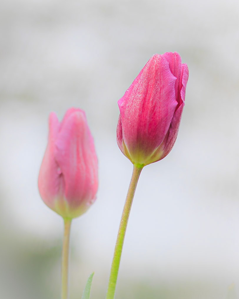 Healing I: Tulips (7001)