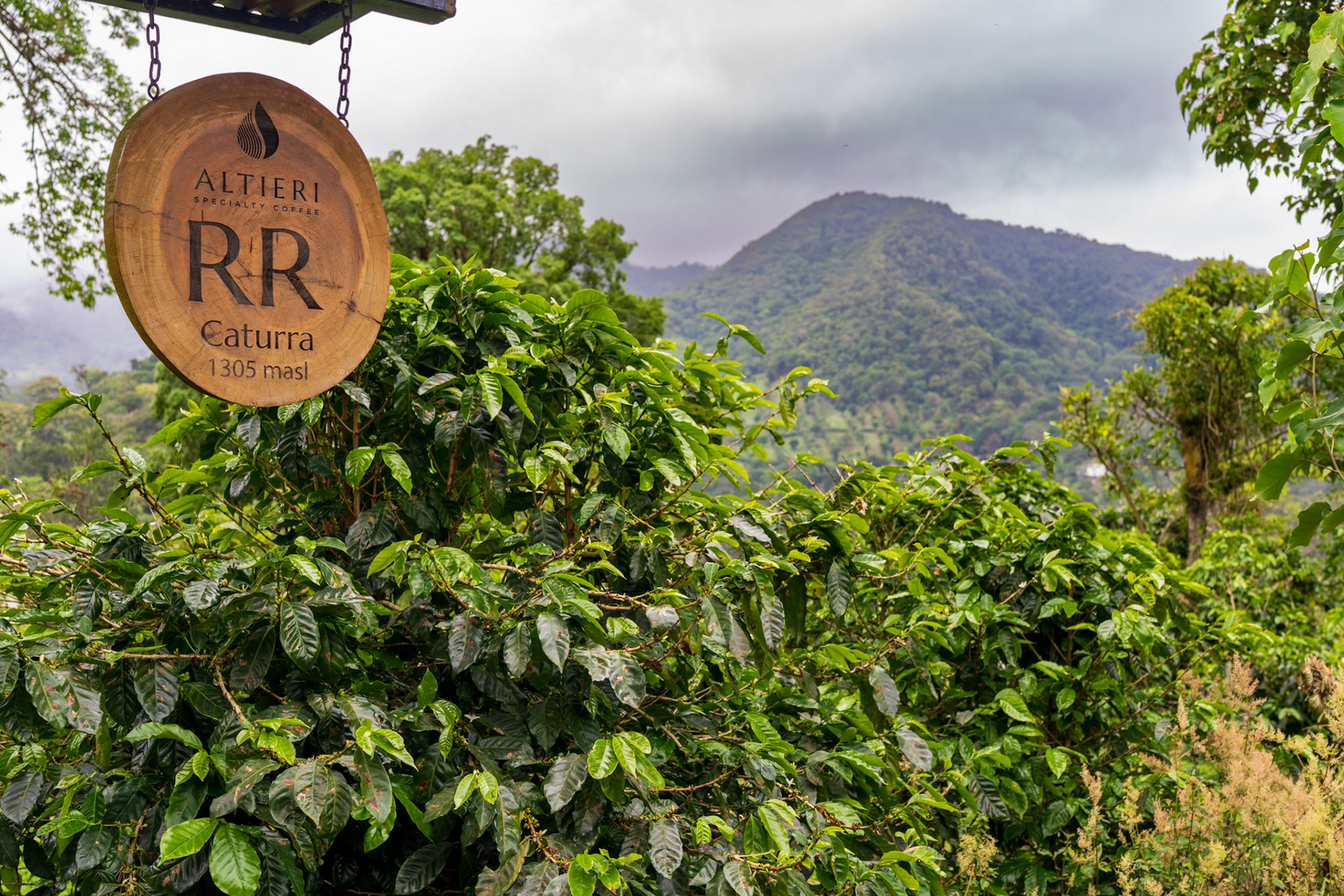 RR Caturra lot, Altieri Specialty Coffee