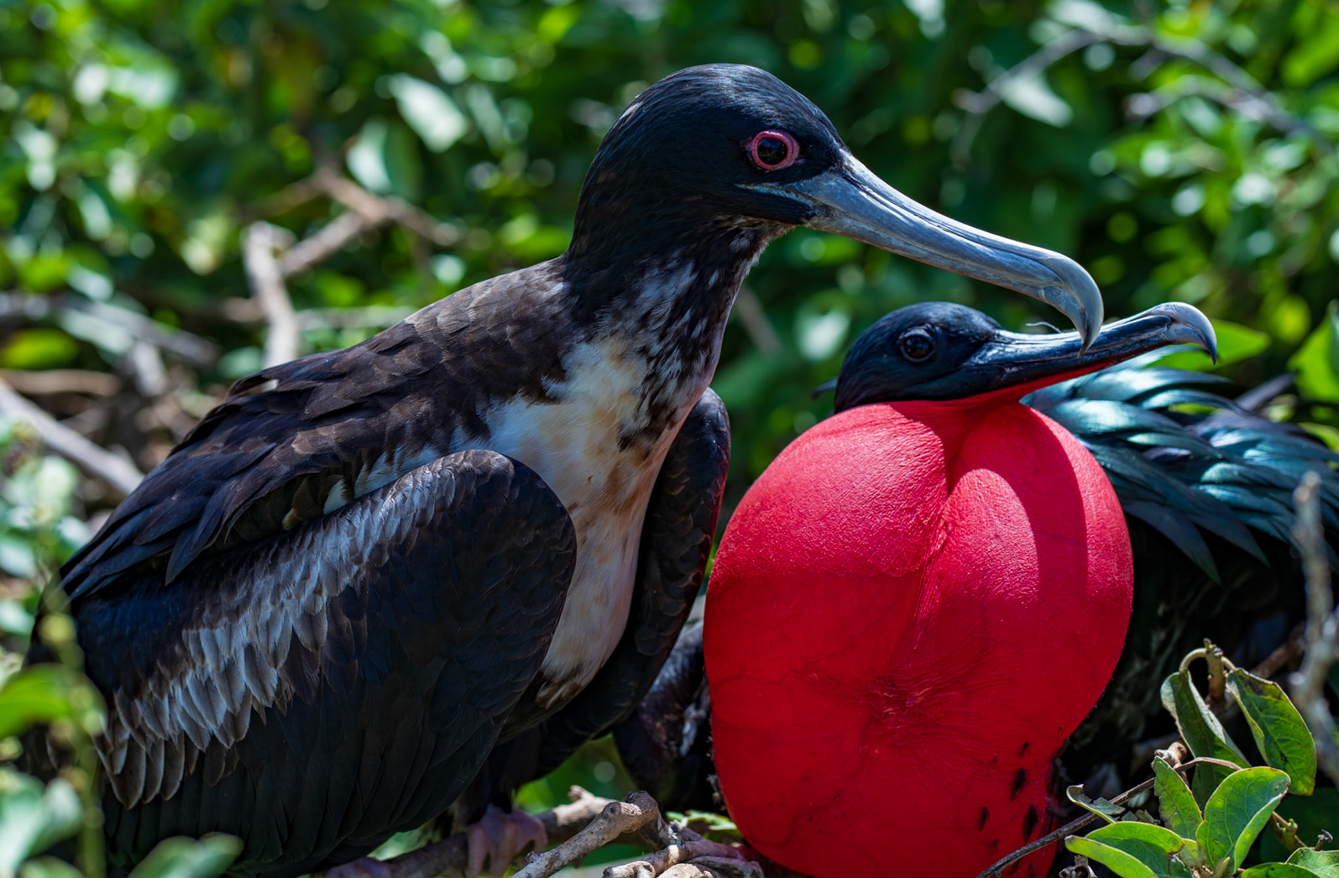 Great frigatebird male and female, Genovesa Island