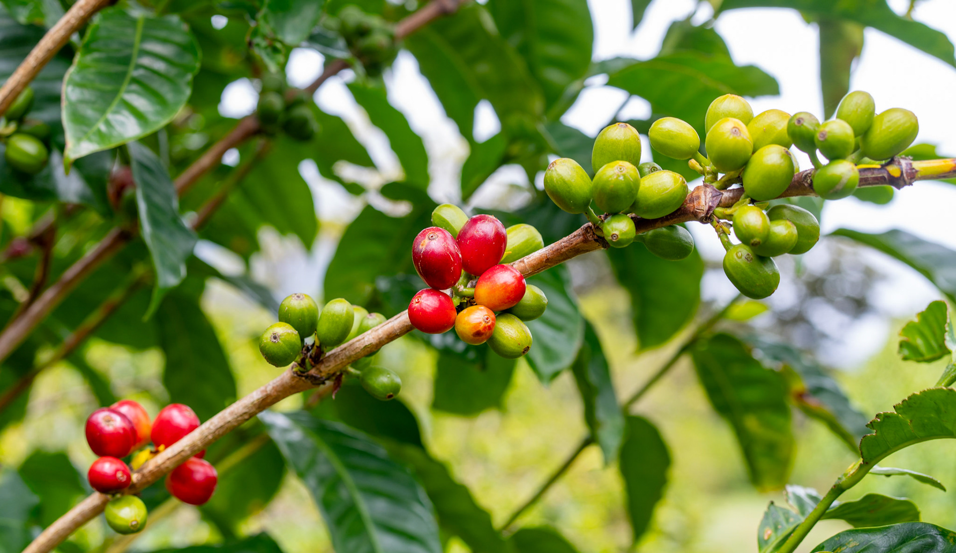 Lerida Coffee Estate in Boquete