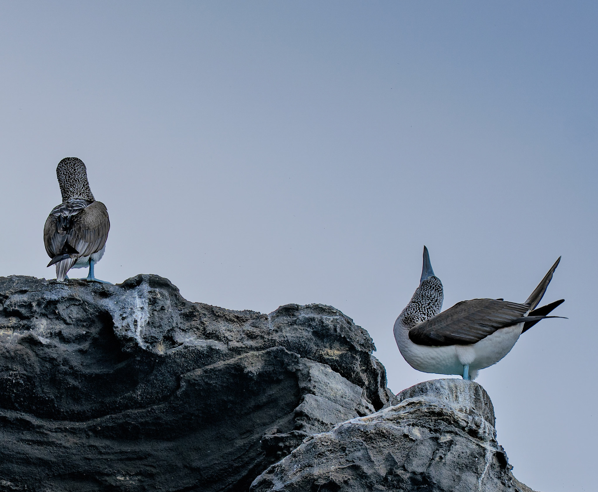 A male blue boobie flaps his wings and raises his neck to show off his blue feet