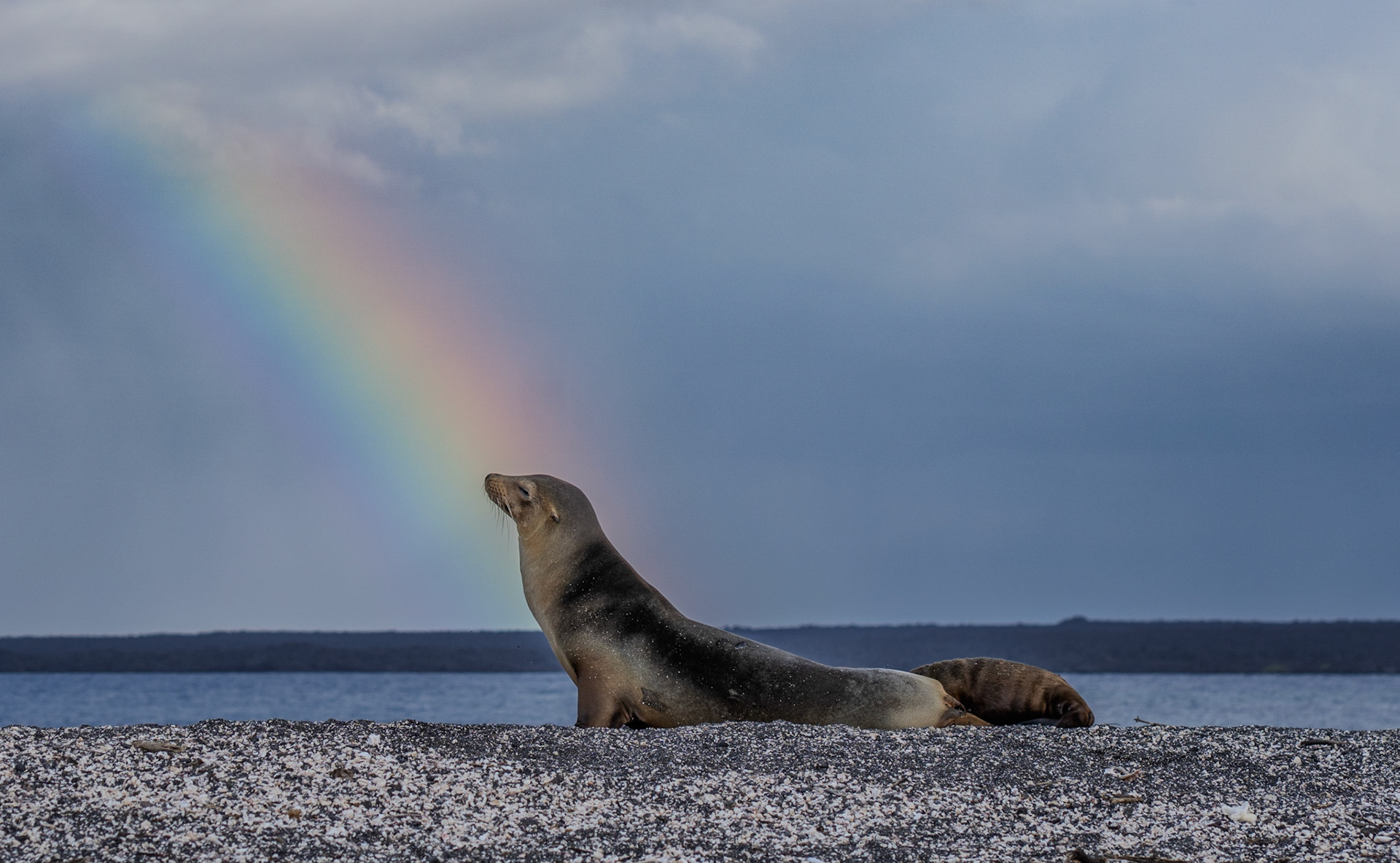 A mother Galapagos sea lion raises her neck as a baby sea lion suckles