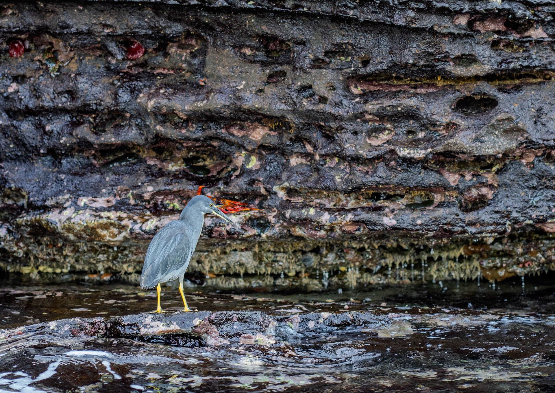 A lava heron among the tidal pools on western Isabela island in Galapagos