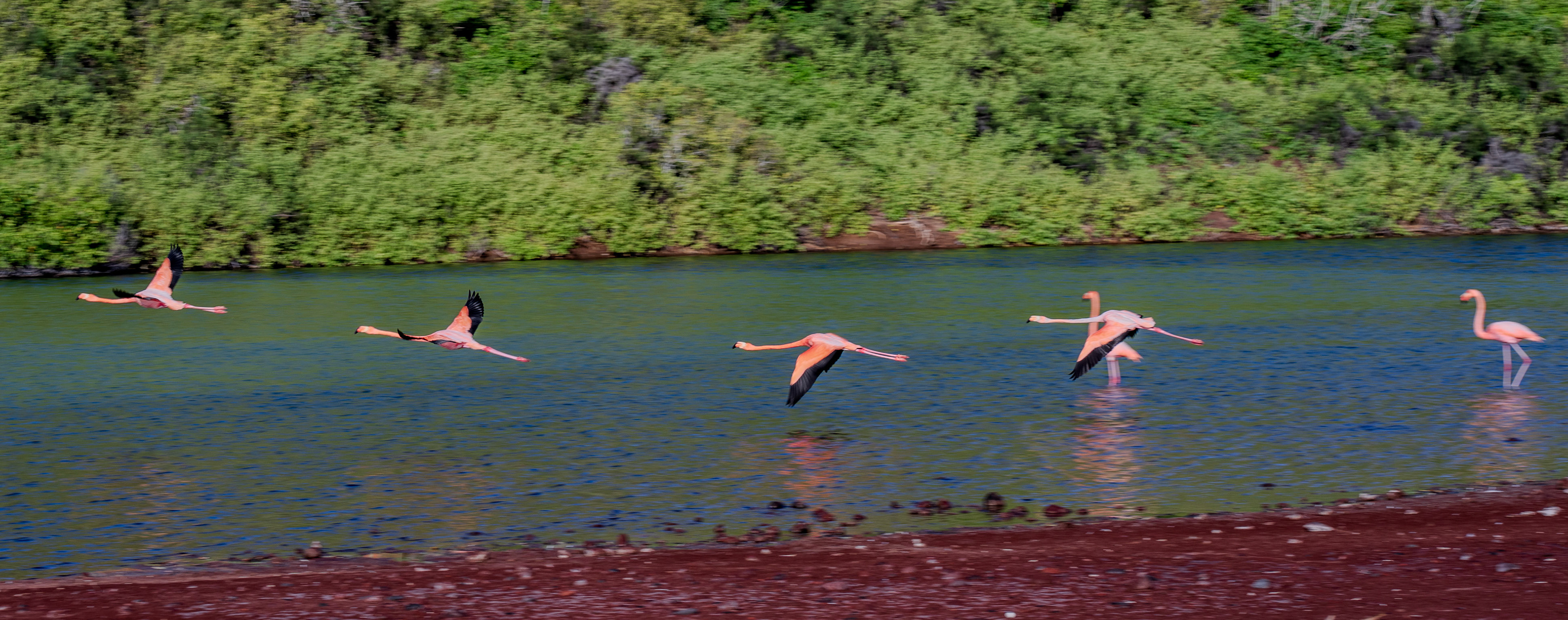 Flying American flamingos